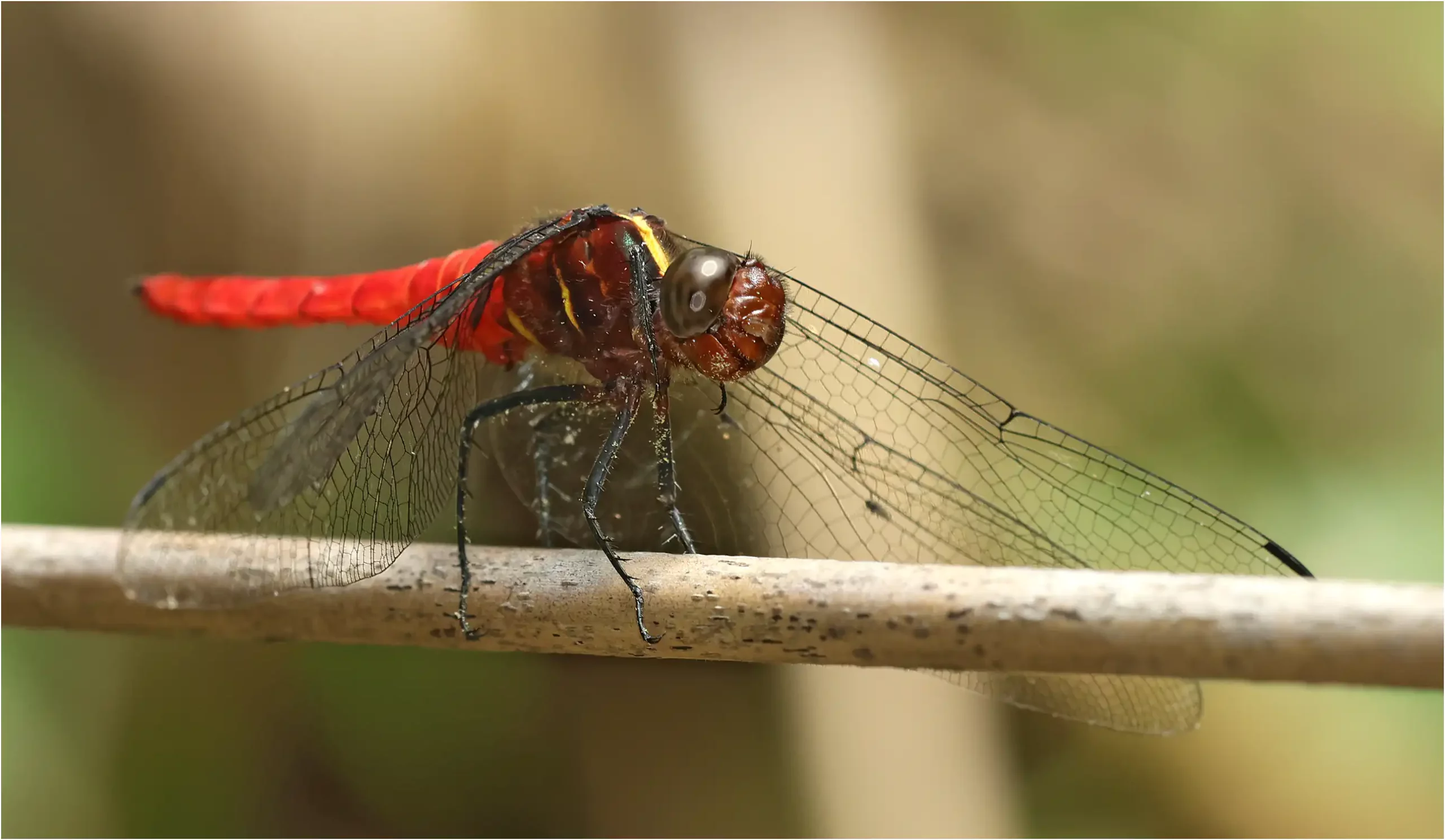 Onychothemis coccinea mâle, Bornéo, Annah Rais Hot Spring, 24/03/2025