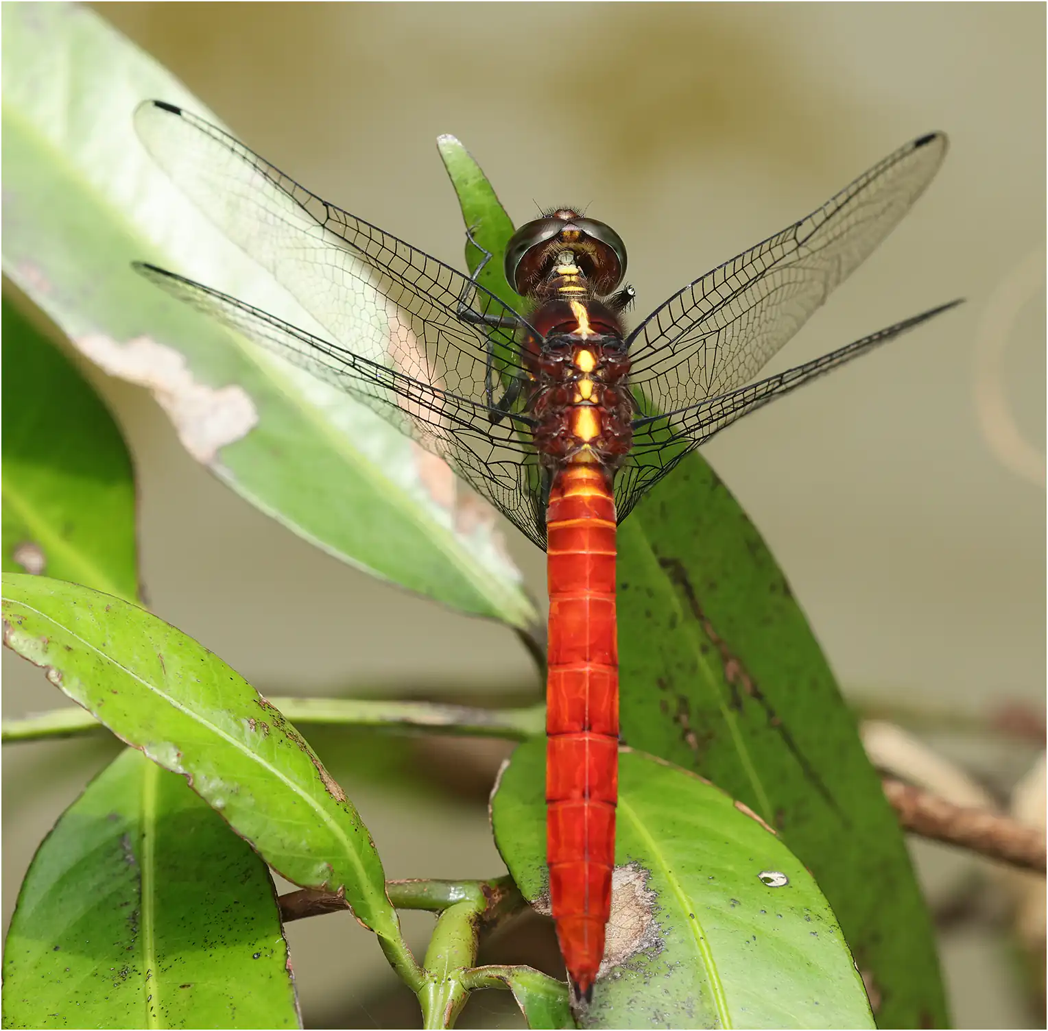 Orange Riverdarter male, Borneo, Annah Rais Hot Spring, 03/24/2025