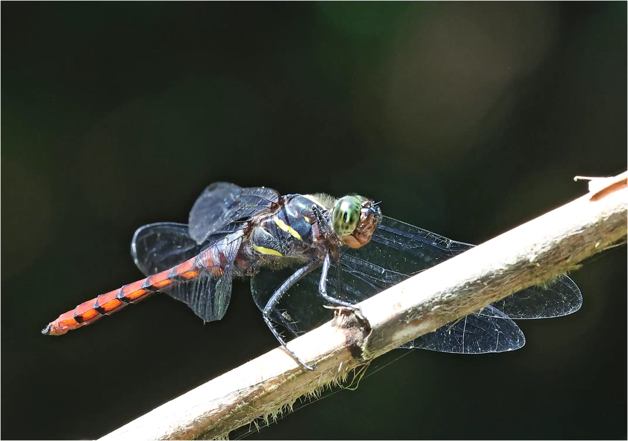 Onychothemis culminicola mâle, Sarawak, Rivière Timuoh, Annah Rais Hot Spring, 24/03/2025