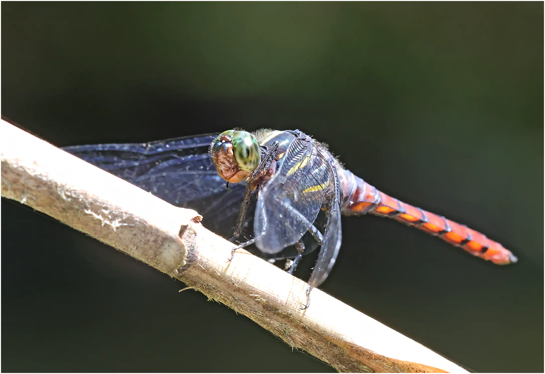 Onychothemis culminicola mâle, Sarawak, Rivière Timuoh, Annah Rais Hot Spring, 24/03/2025
