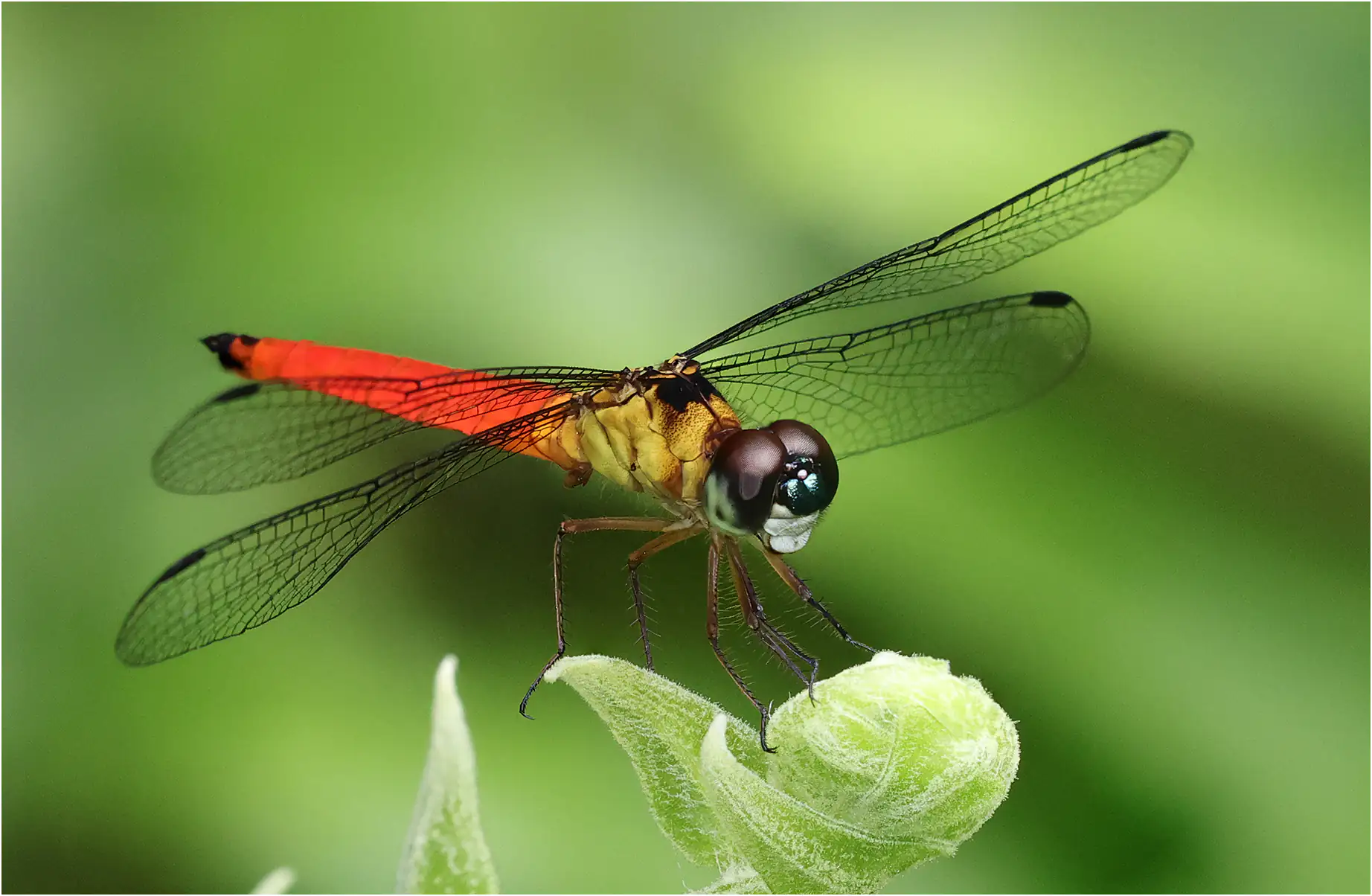 Orchithemis pulcherrima mâle, Sarawak, Matang Wildlife Center, 19/03/2025