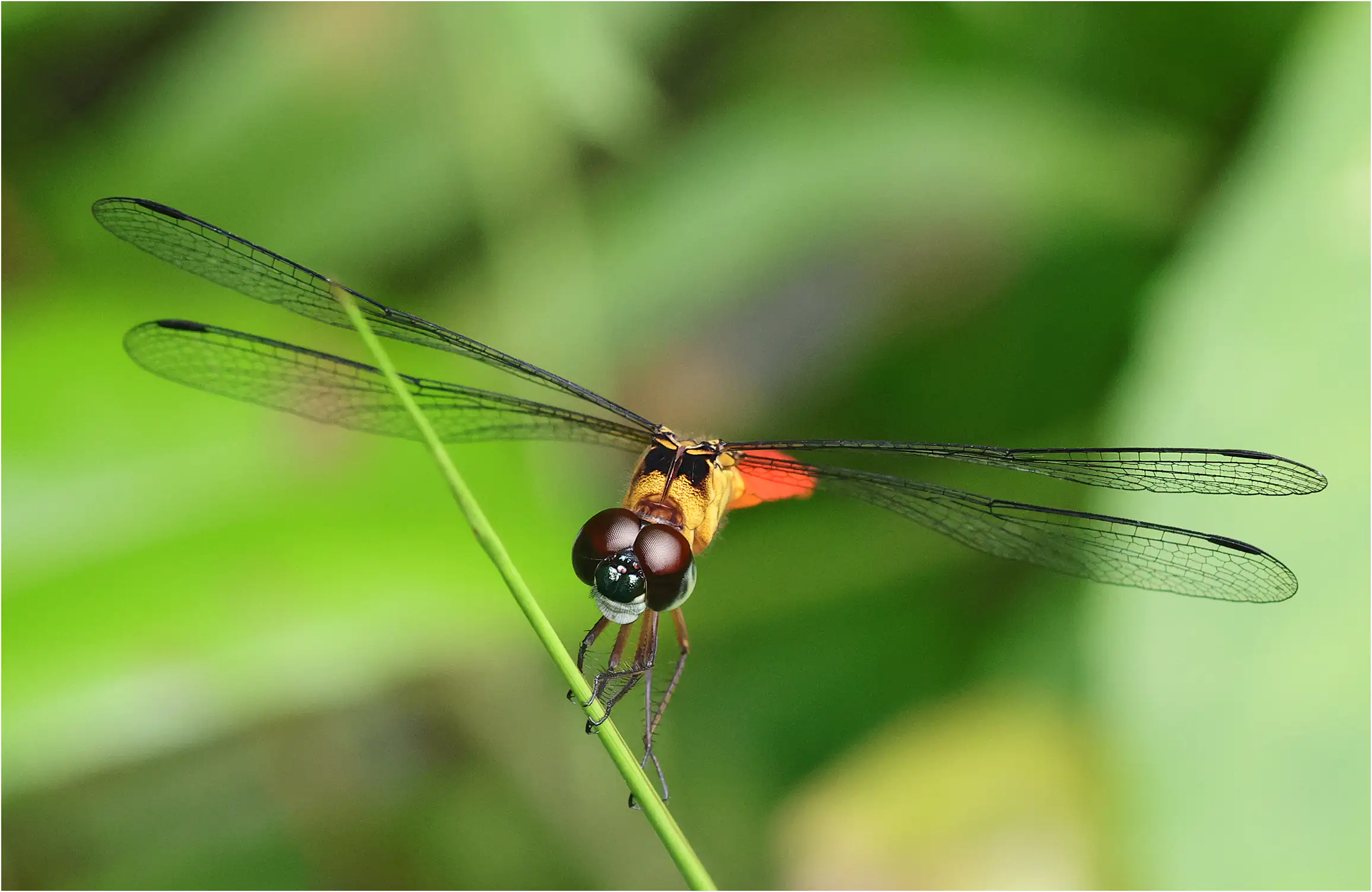 Variable sentinel male, Sarawak, Matang Wildlife Center, 03/19/2025