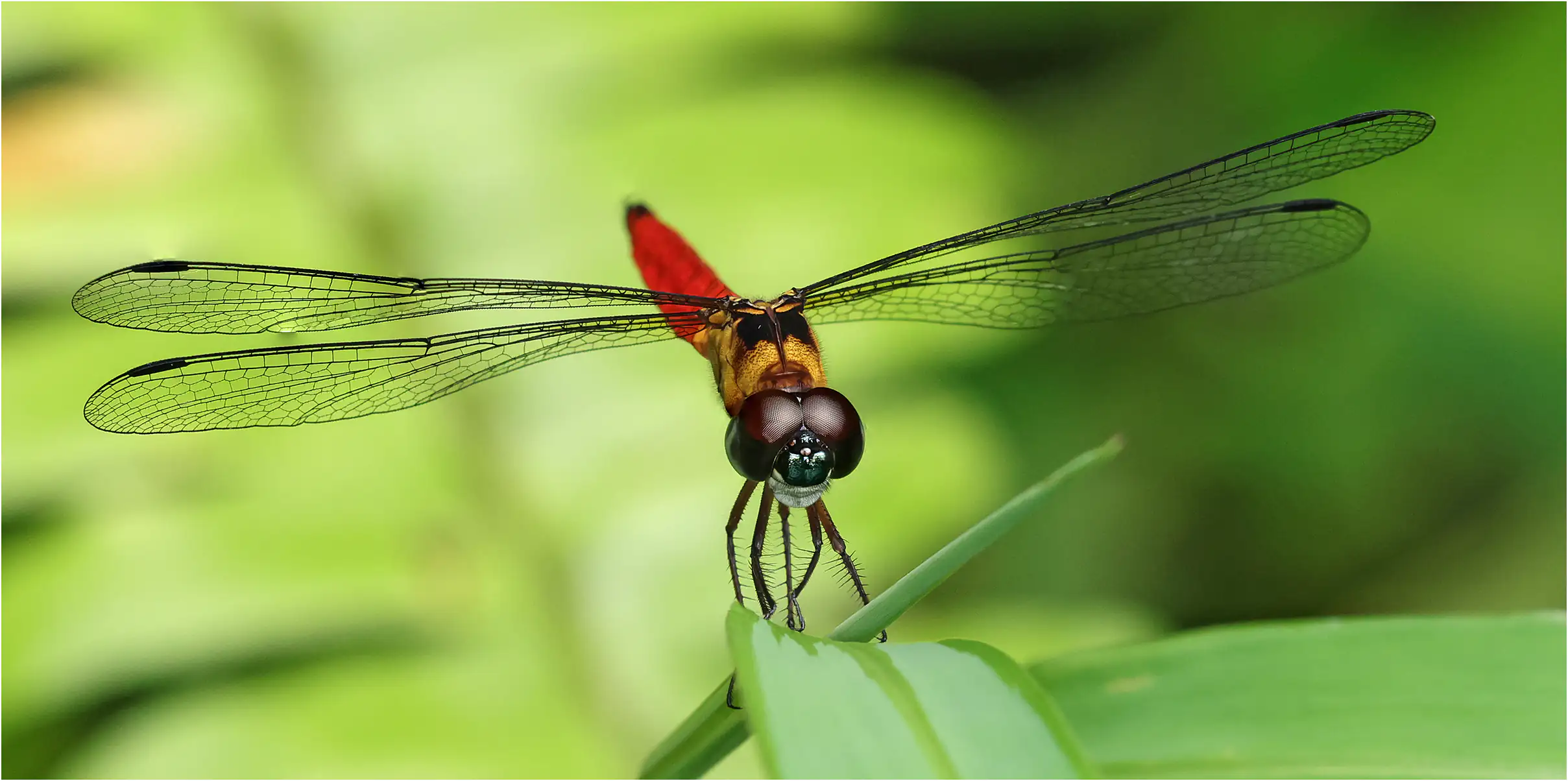 Variable sentinel male, Sarawak, Matang Wildlife Center, 03/19/2025
