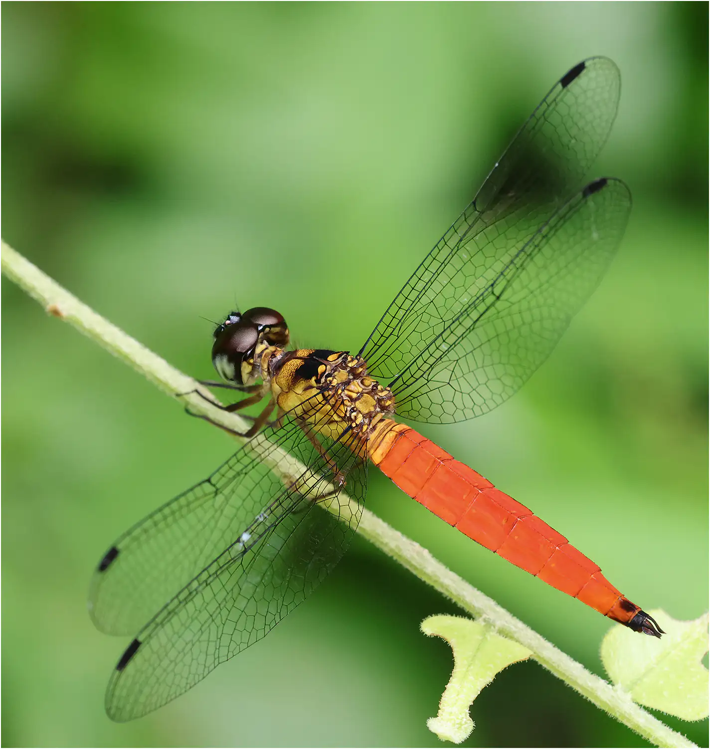 Orchithemis pulcherrima mâle, Sarawak, Matang Wildlife Center, 19/03/2025