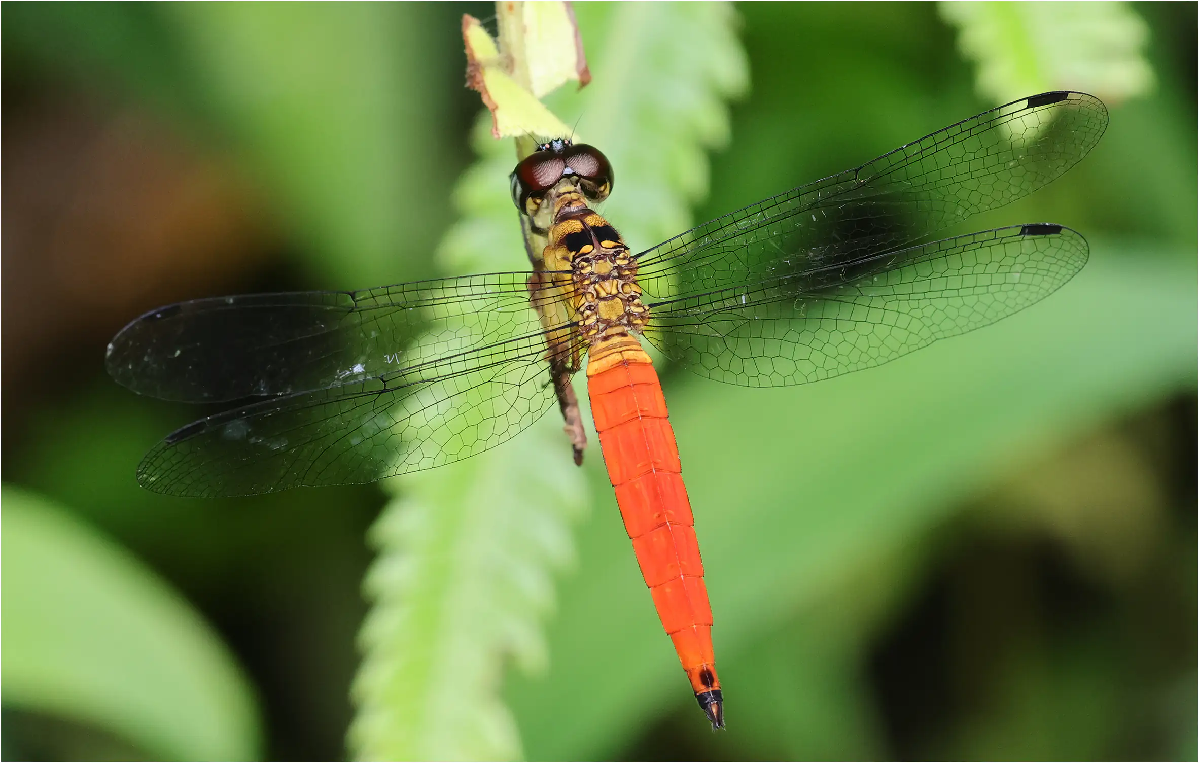 Orchithemis pulcherrima mâle, Sarawak, Matang Wildlife Center, 19/03/2025