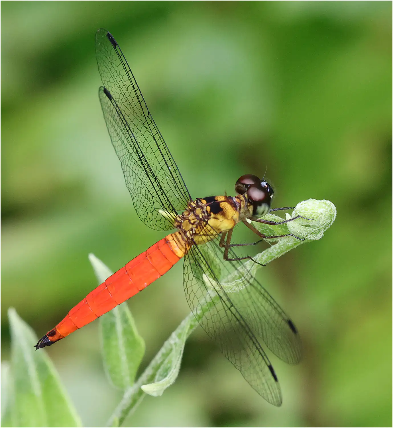 Orchithemis pulcherrima mâle, Sarawak, Matang Wildlife Center, 19/03/2025