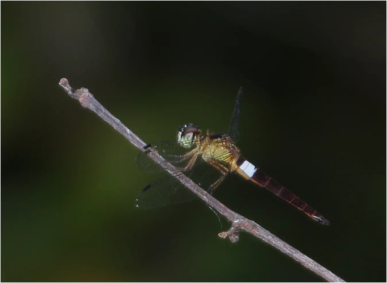 Orchithemis pulcherrima mâle, Sarawak, Maludam National Park, 29/03/2025