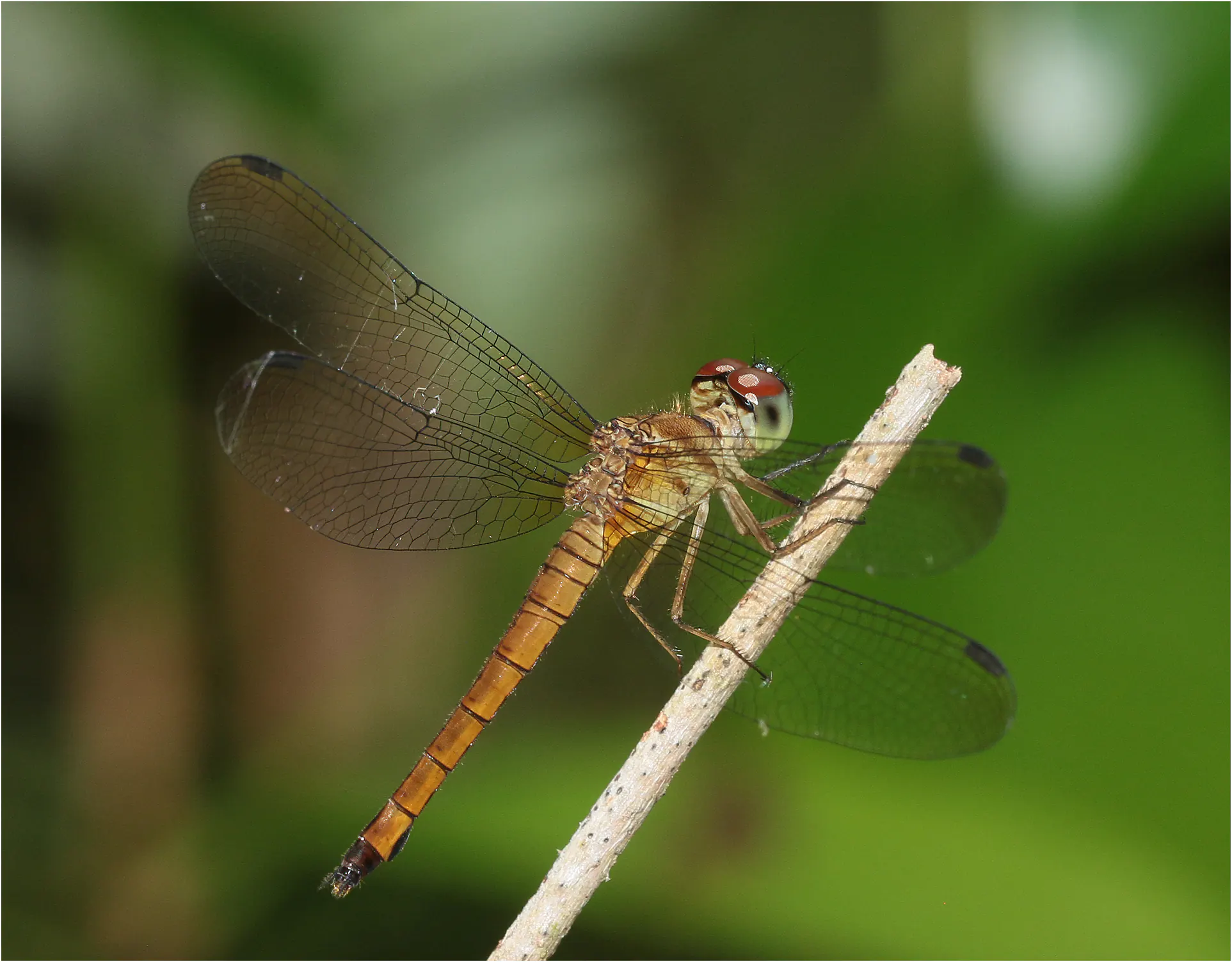 Orchithemis xanthosoma femelle, Sarawak, Taman Negara Maludam, 28/03/2025