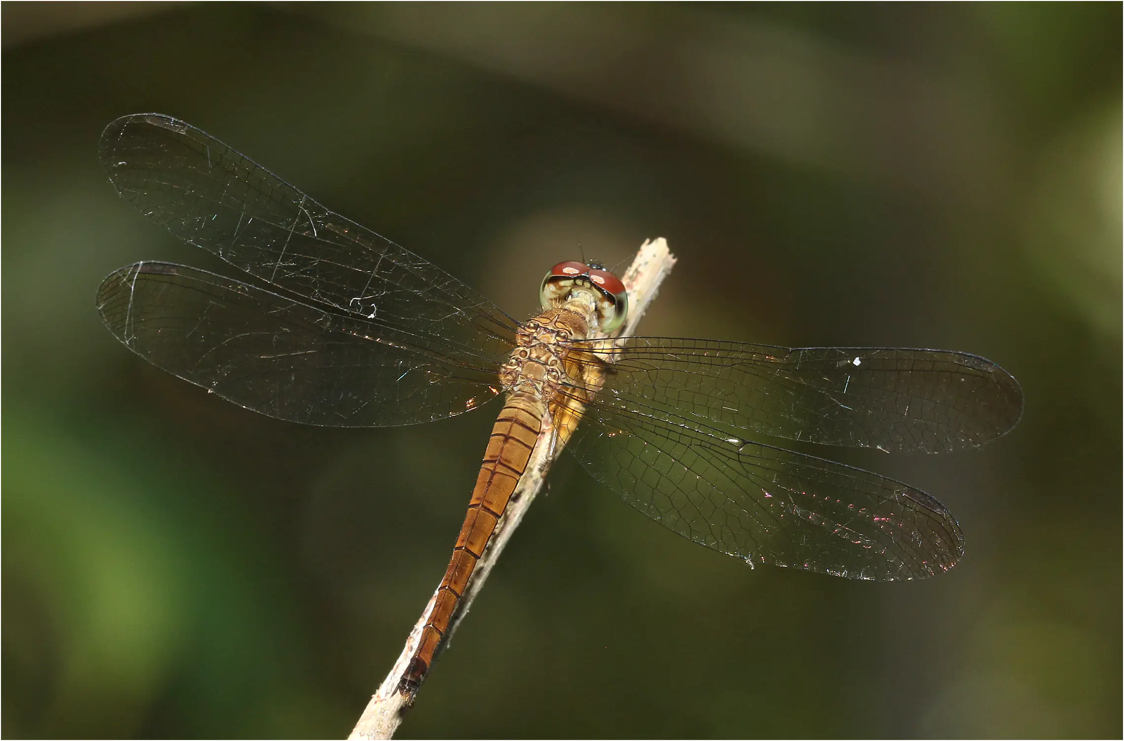 Orchithemis xanthosoma femelle, Sarawak, Taman Negara Maludam, 28/03/20253