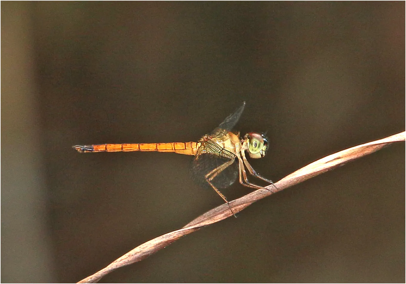 Orchithemis xanthosoma male, Sarawak, Taman Negara Maludam, 29/03/2025