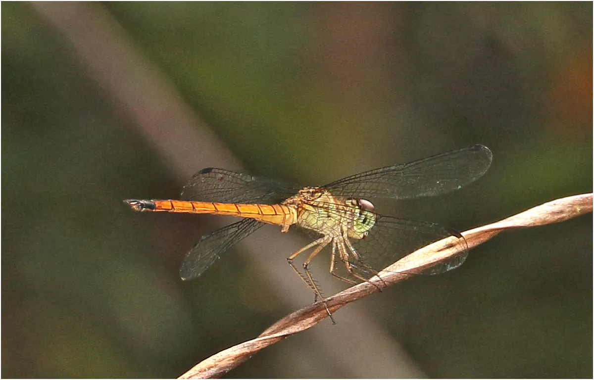 Orchithemis xanthosoma male, Sarawak, Taman Negara Maludam, 29/03/2025