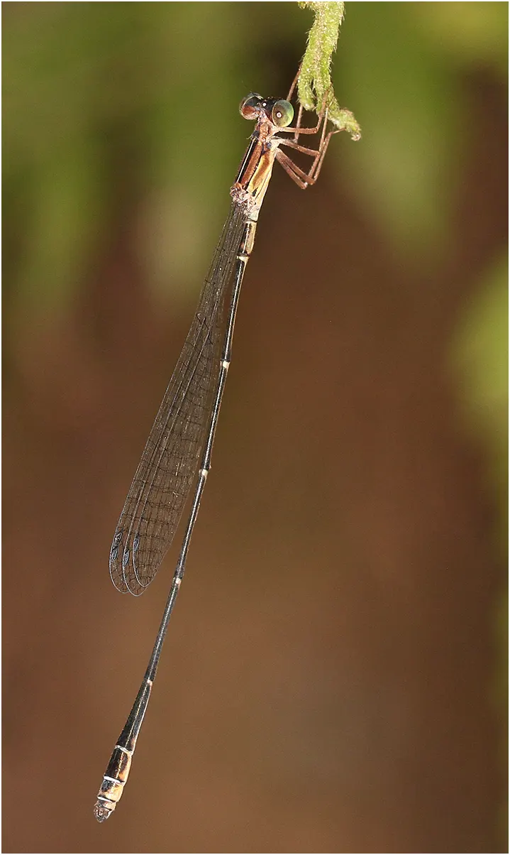 Slender wiretail male, Australia (FNQ), Edmonton (Cairns), 17/12/2022