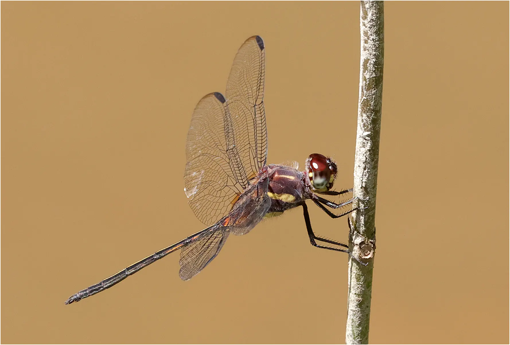 Orthemis attenuata mâle, Pérou, ruisseau près de Cocha Bufeo, 21/08/2023