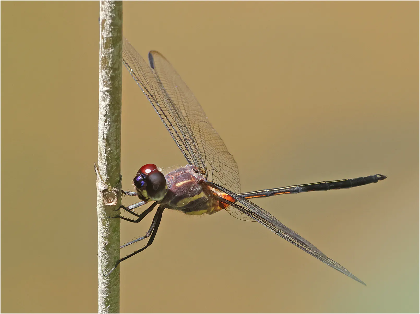 Orthemis attenuata mâle, Pérou, ruisseau près de Cocha Bufeo, 21/08/2023