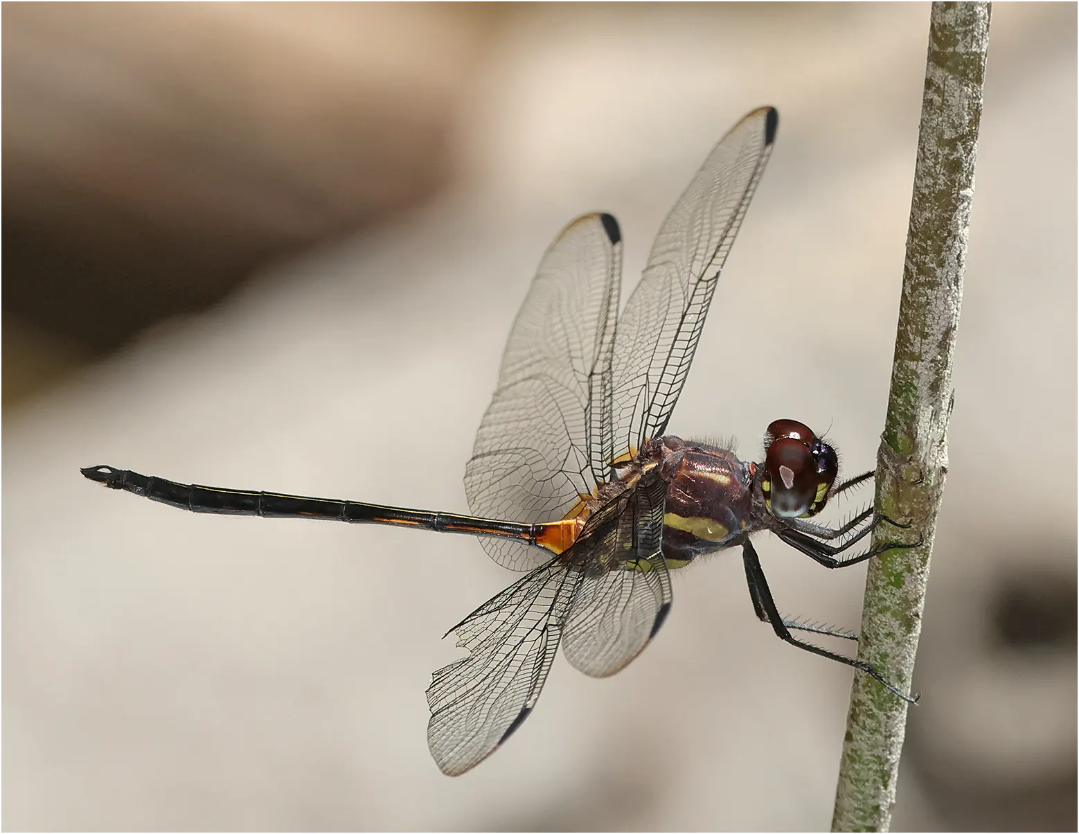 Orthemis attenuata mâle, Pérou, ruisseau près de Cocha Bufeo, 21/08/2023