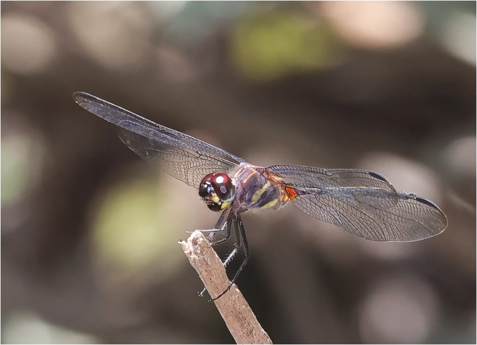 Orthemis attenuata mâle, Pérou, ruisseau près de Cocha Bufeo, 21/08/2023