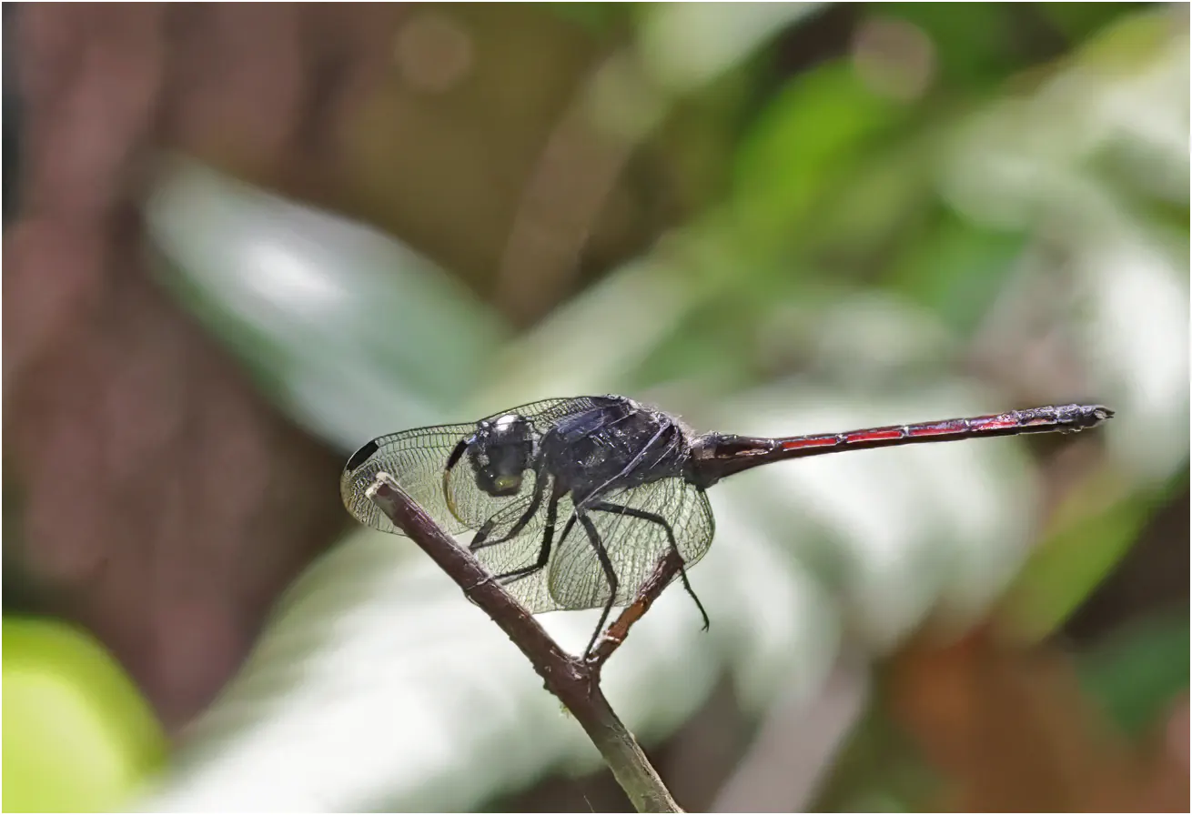 Orthemis cultriformis mâle, Pérou, Terra Firme, Tamshiyacu-Tahuayo Reserve, 22/08/2023