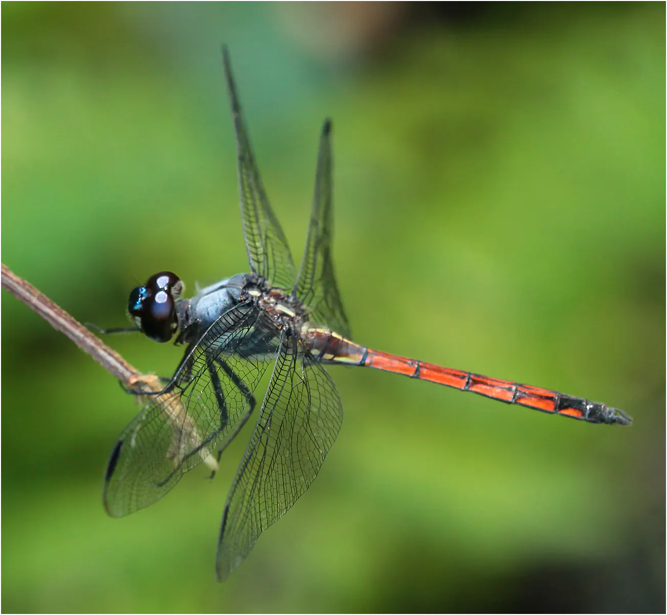 Orthemis cultriformis mâle, Brésil, Regua, Forest Fragment, 06/01/2015