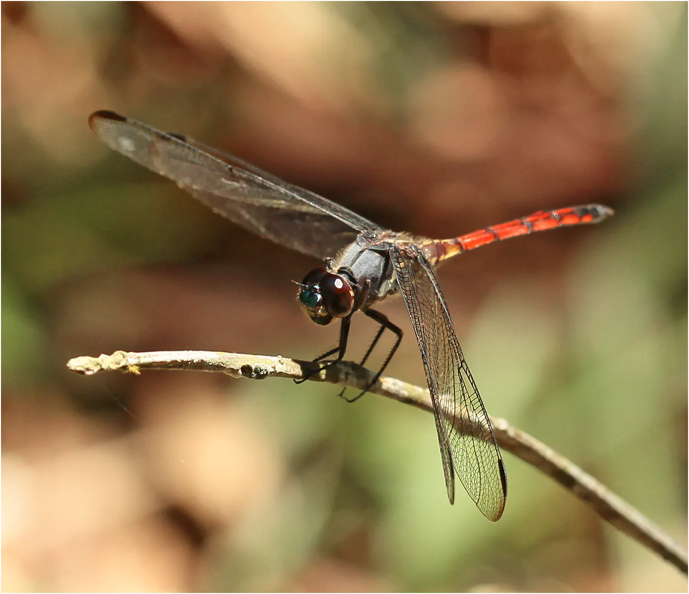 Orthemis cultriformis mâle, Brésil, Regua, Forest Fragment, 06/01/2015