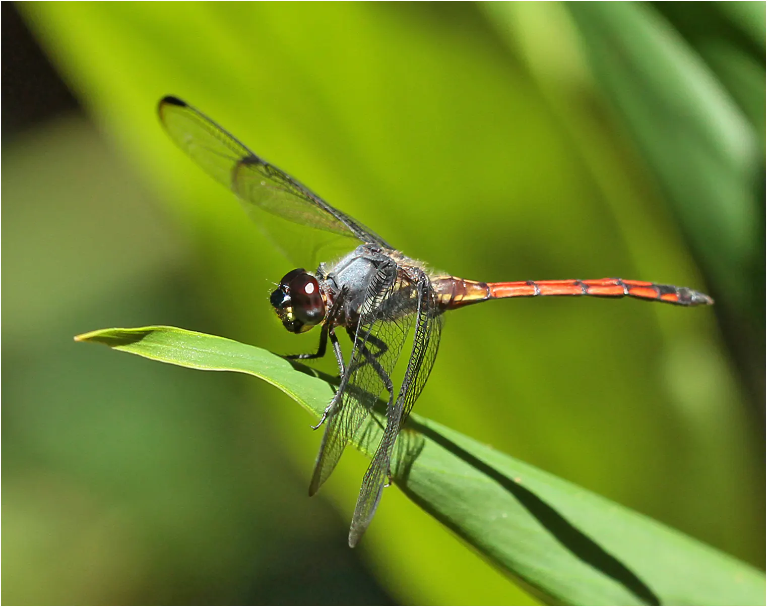 Orthemis cultriformis mâle, Brésil, Regua, Forest Fragment, 06/01/2015