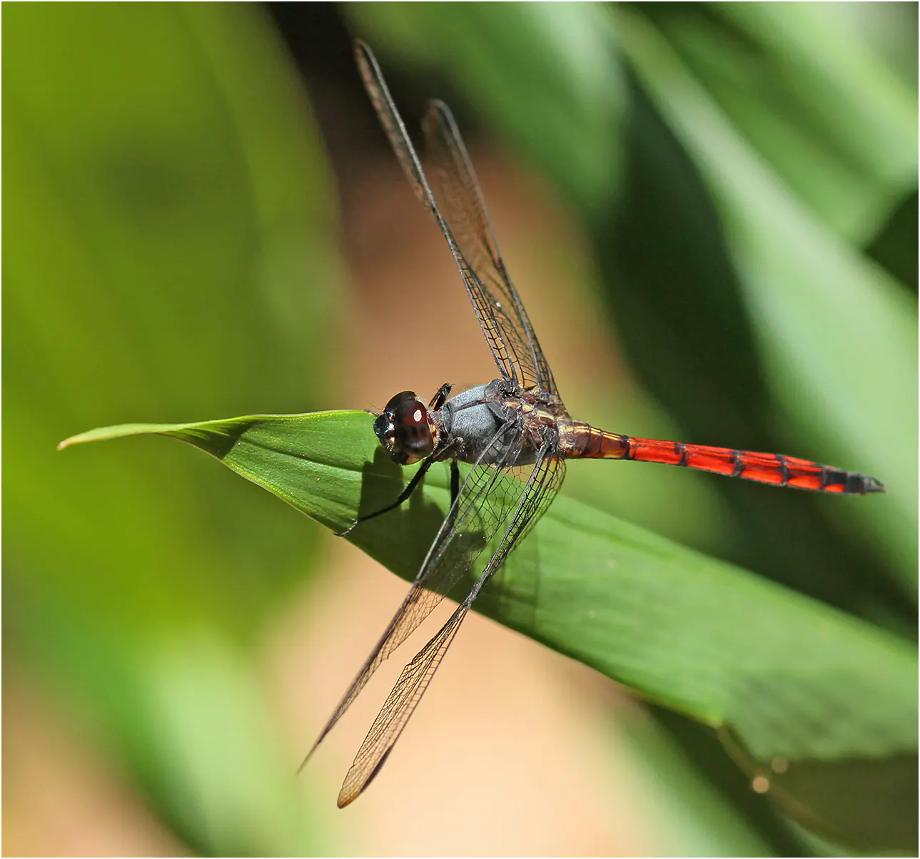 Orthemis cultriformis mâle, Brésil, Regua, Wecchy Area, 07/01/2015