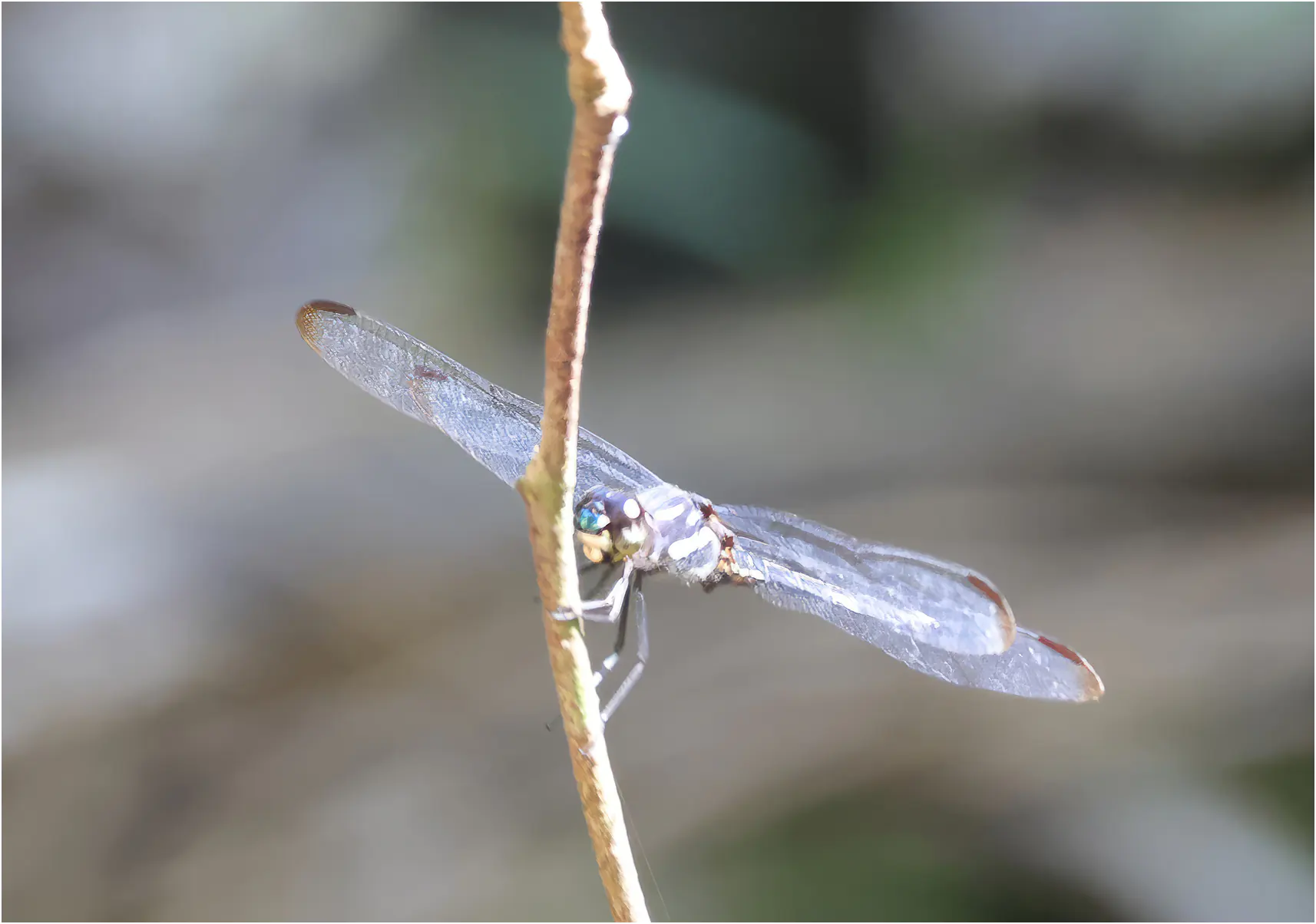 Orthemis faaseni mâle, Pérou, ARC Tamshiyacu-Tahuayo Reserve, 19/08/2023