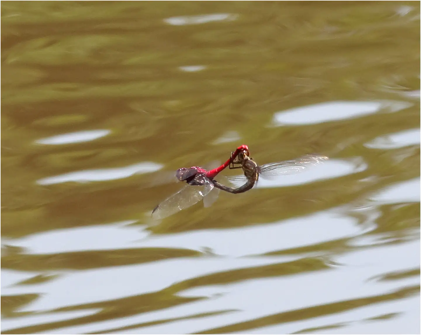 Orthemis schmidti accouplement, Pérou, Tabano Lake, 21/08/2023