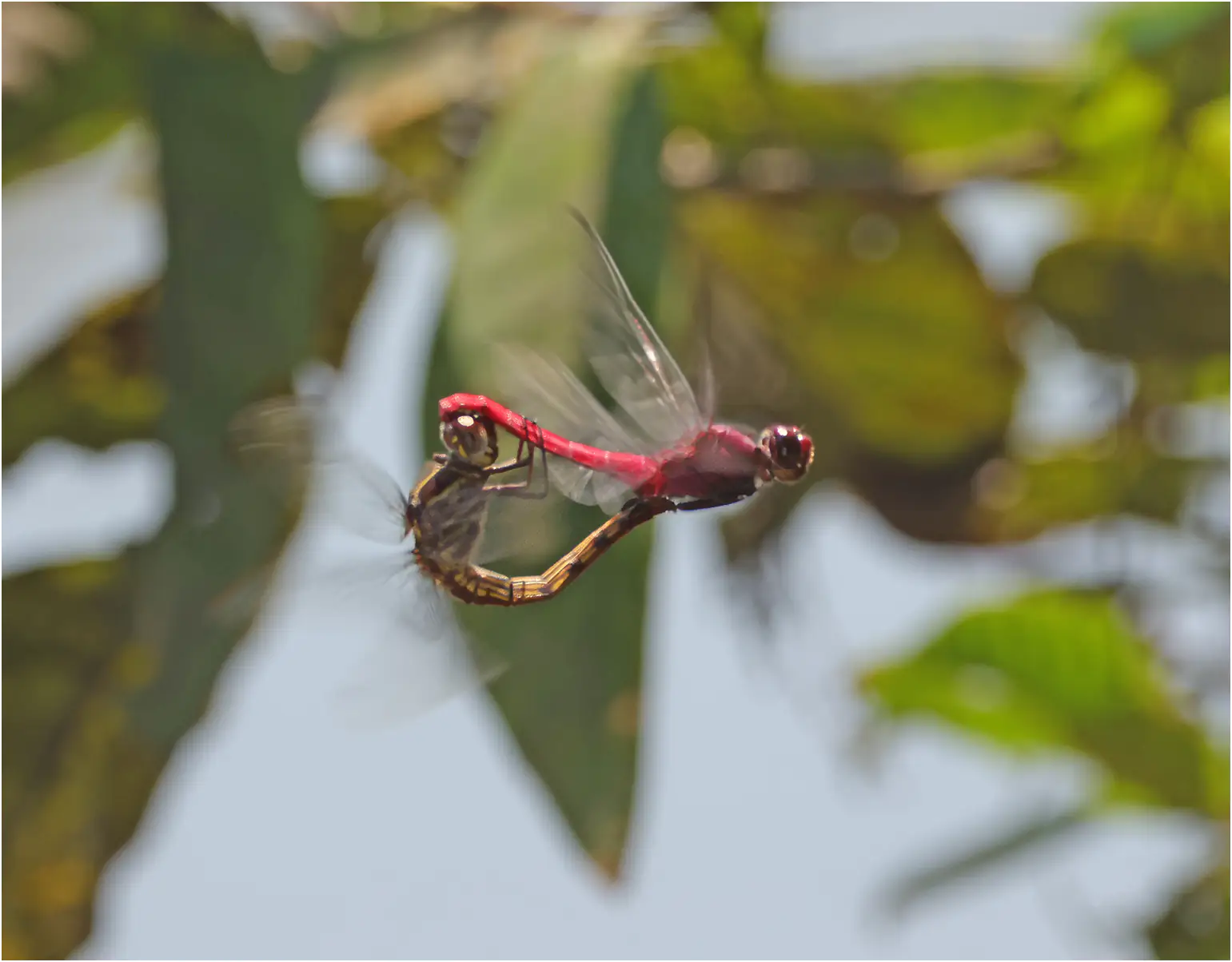 Red-tailed skimmer mating, Peru, Cochea Bufeo, 18/08/2023