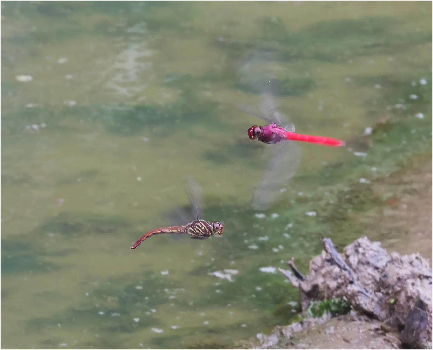 Red-tailed skimmer pair ovipositing, Pérou, Cocha Bufeo, 18/08/2023