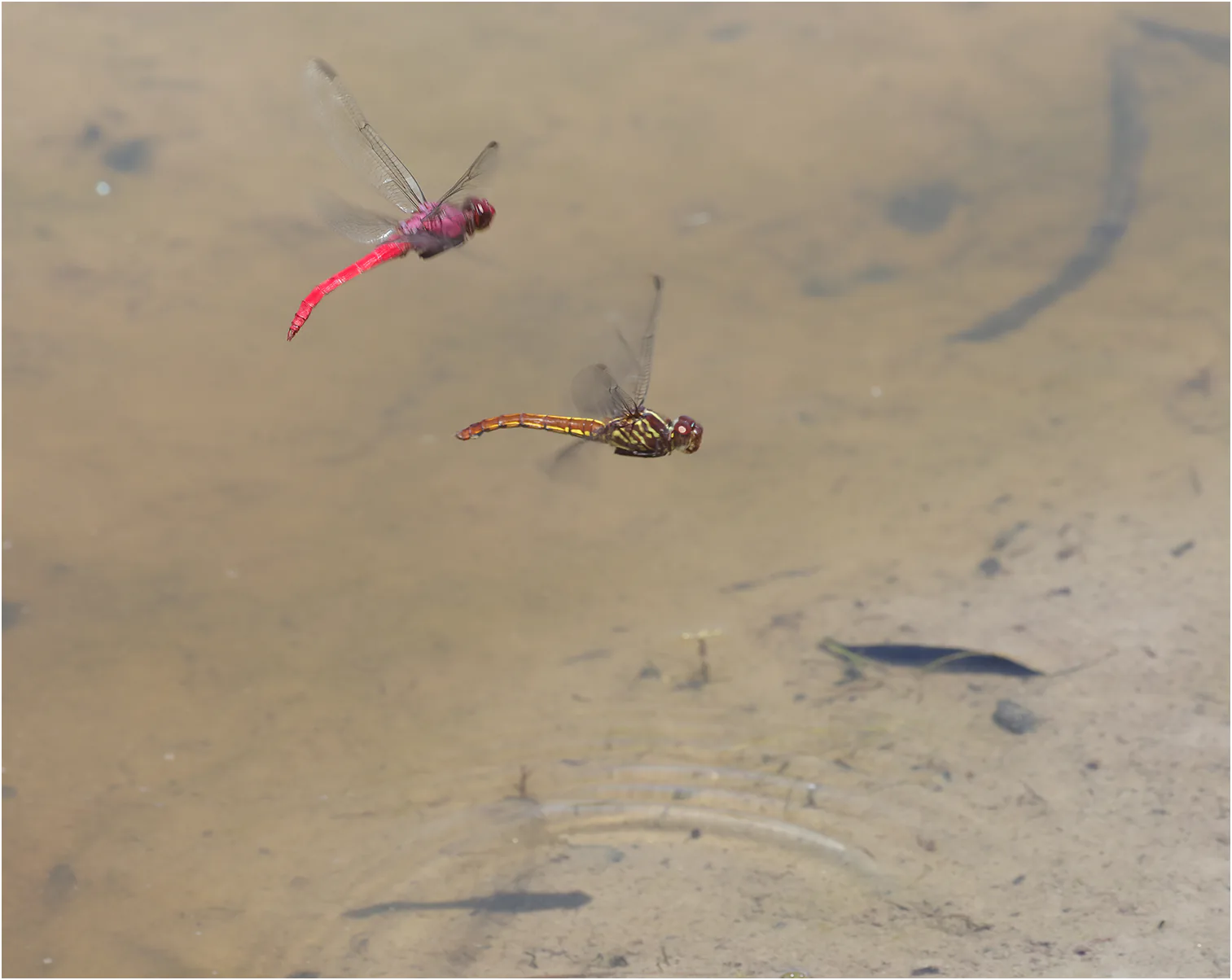 Orthemis schmidti couple en ponte, Pérou, Cocha Bufeo, 18/08/2023