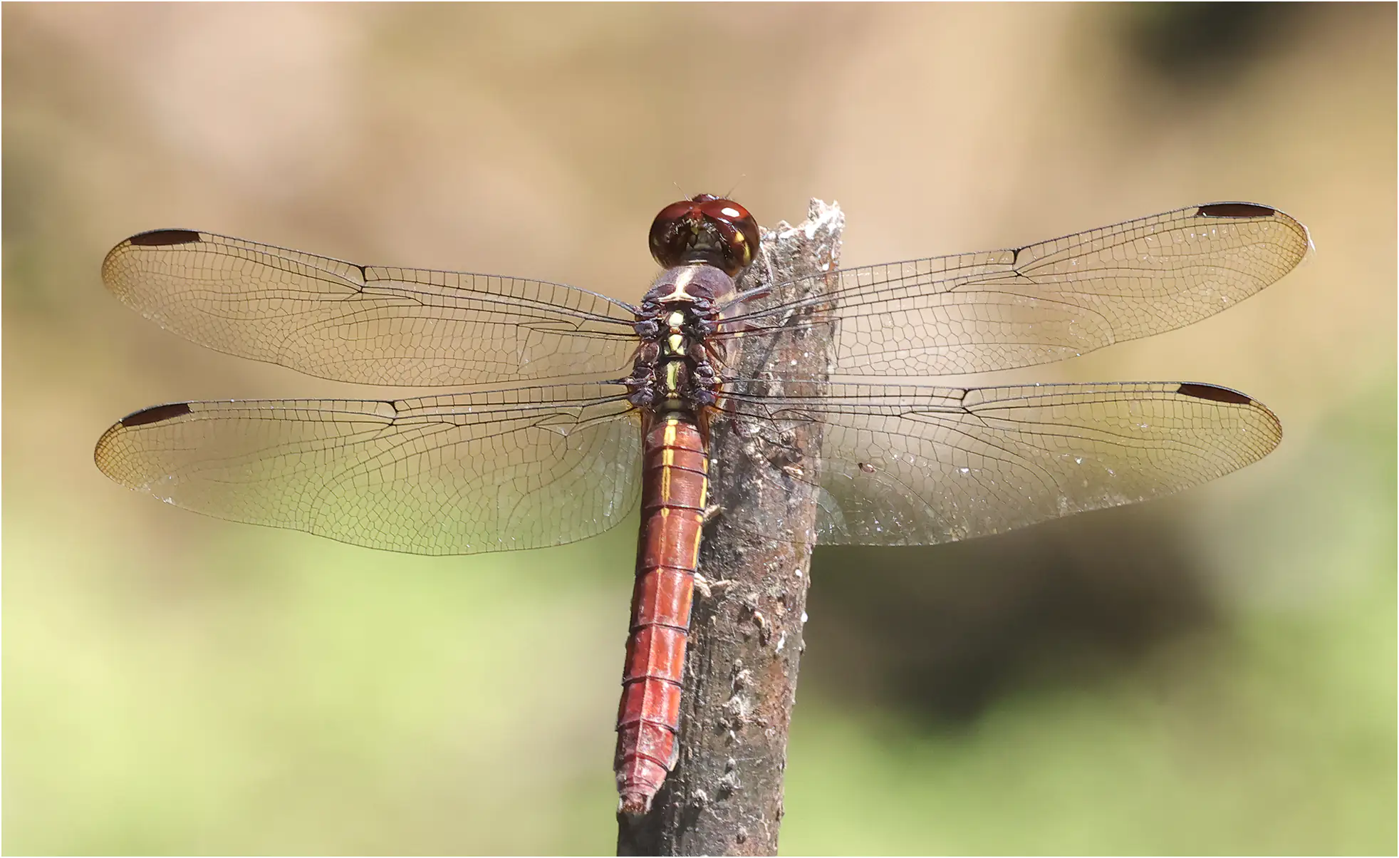 Orthemis schmidti femelle, Pérou, Cochea Bufeo, 18/08/2023