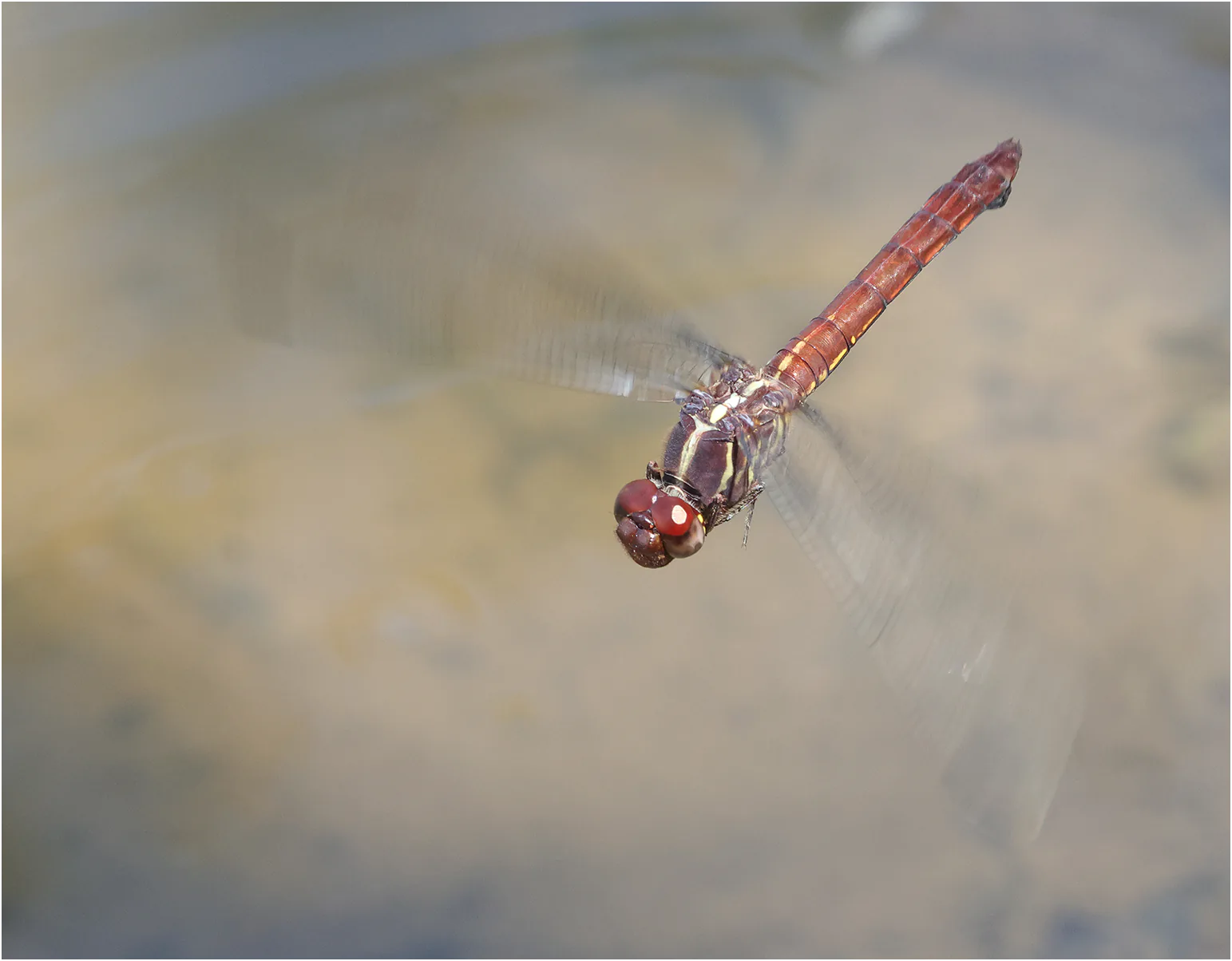 Orthemis schmidti femelle, Pérou, sur la rivière vers l'ARC, 15/08/2023