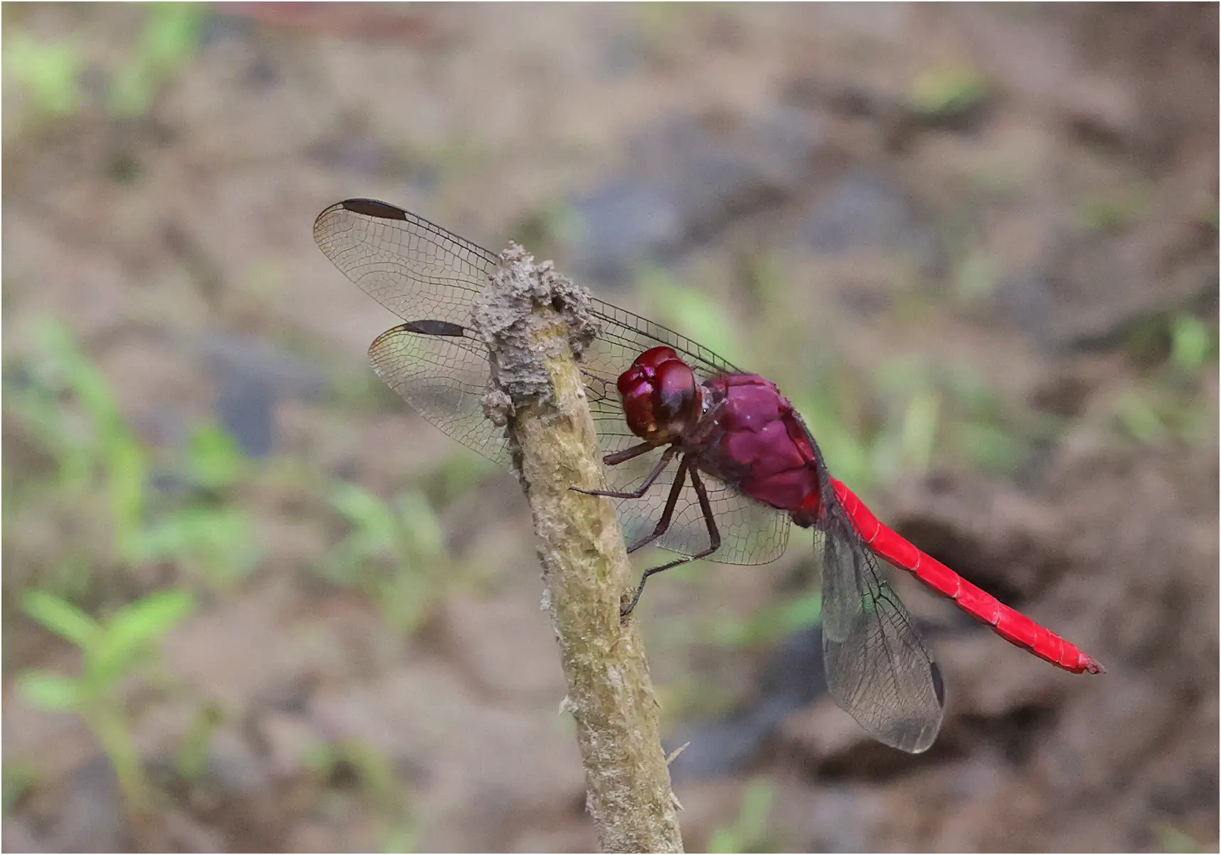 Orthemis schmidti mâle, Pérou, Cocha Bufeo, 13/08/2023