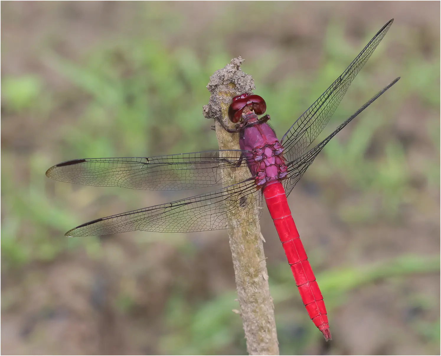 Orthemis schmidti mâle, Pérou, Cocha Bufeo, 13/08/2023