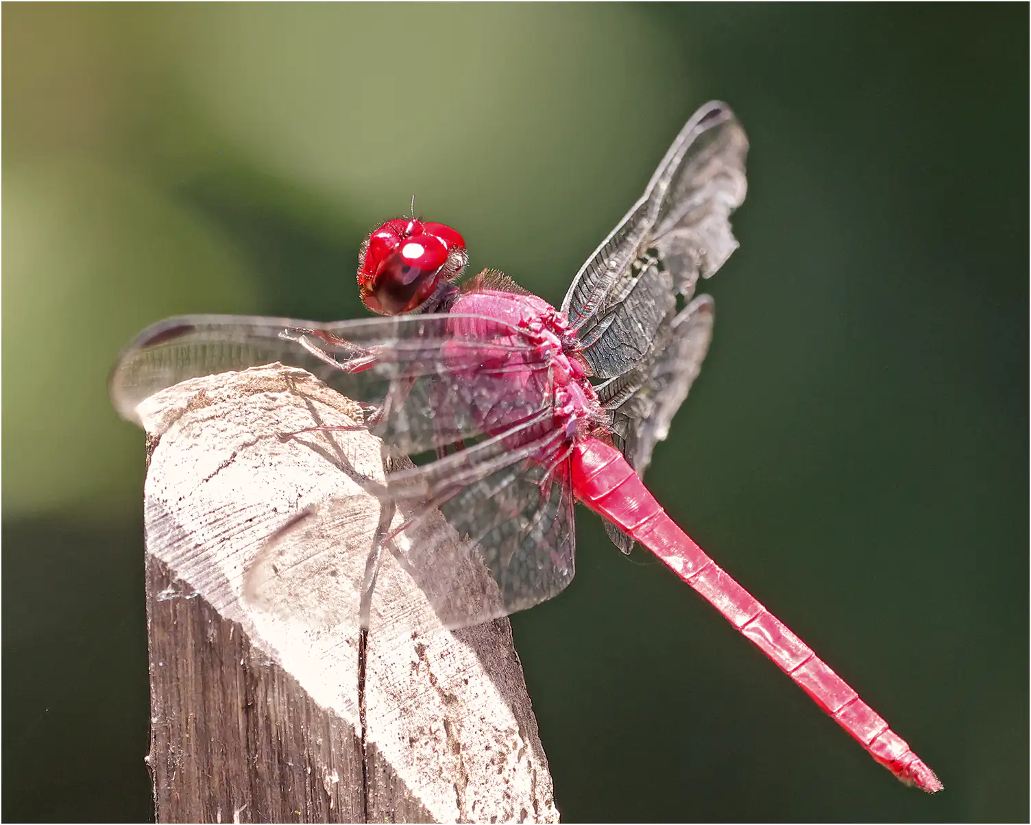 Orthemis schmidti mâle, Pérou, sur le Rio Blanco, 18/08/2023