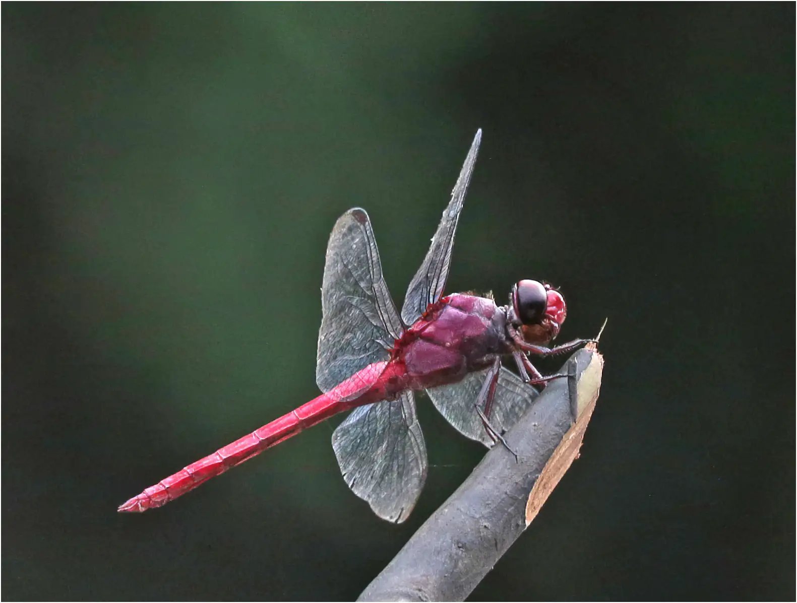 Red-tailed skimmer, Peru, on  Rio Blanco, 13/08/2023