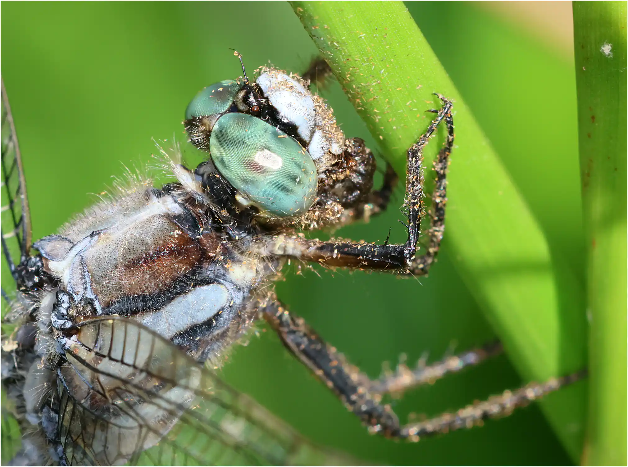 Orthetrum albistylum mâle, prédation sur Pyronia tithonus, étang du bois de Ham, Beaupréau-en-Mauges (F-49), 01/07/2026
