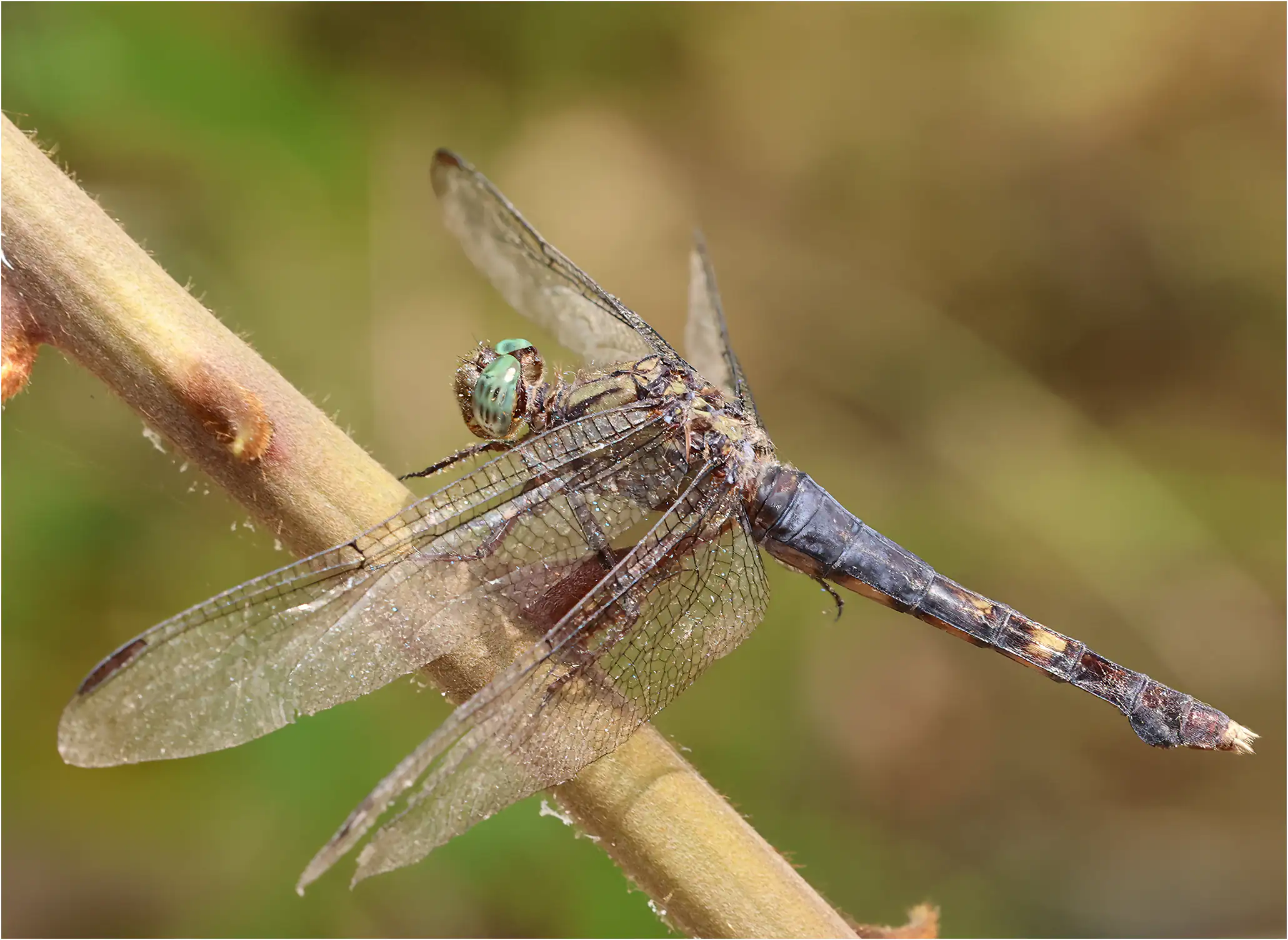 Orthetrum austeni femelle, Ghana, Kakum N. P., 14/01/2026