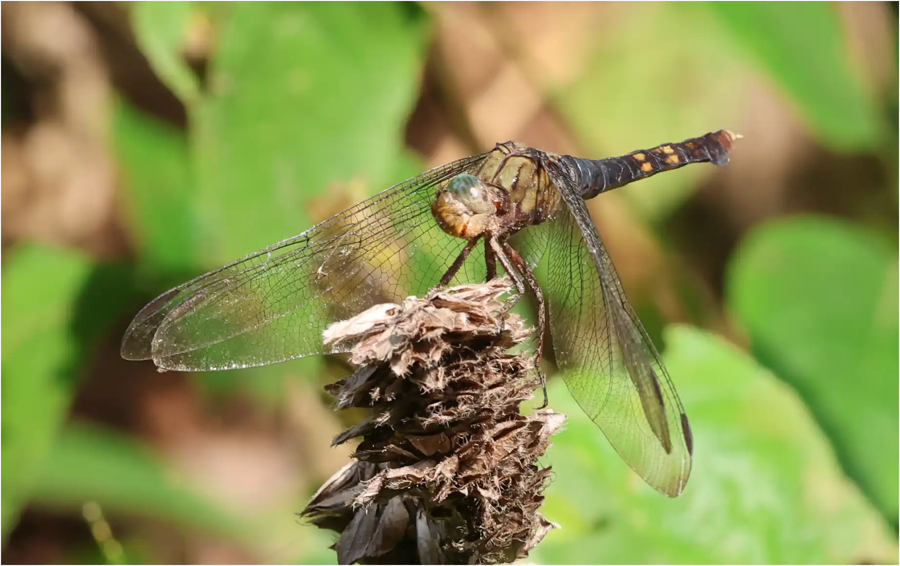 Orthetrum austeni femelle, Ghana, Kakum N. P., 14/01/2026