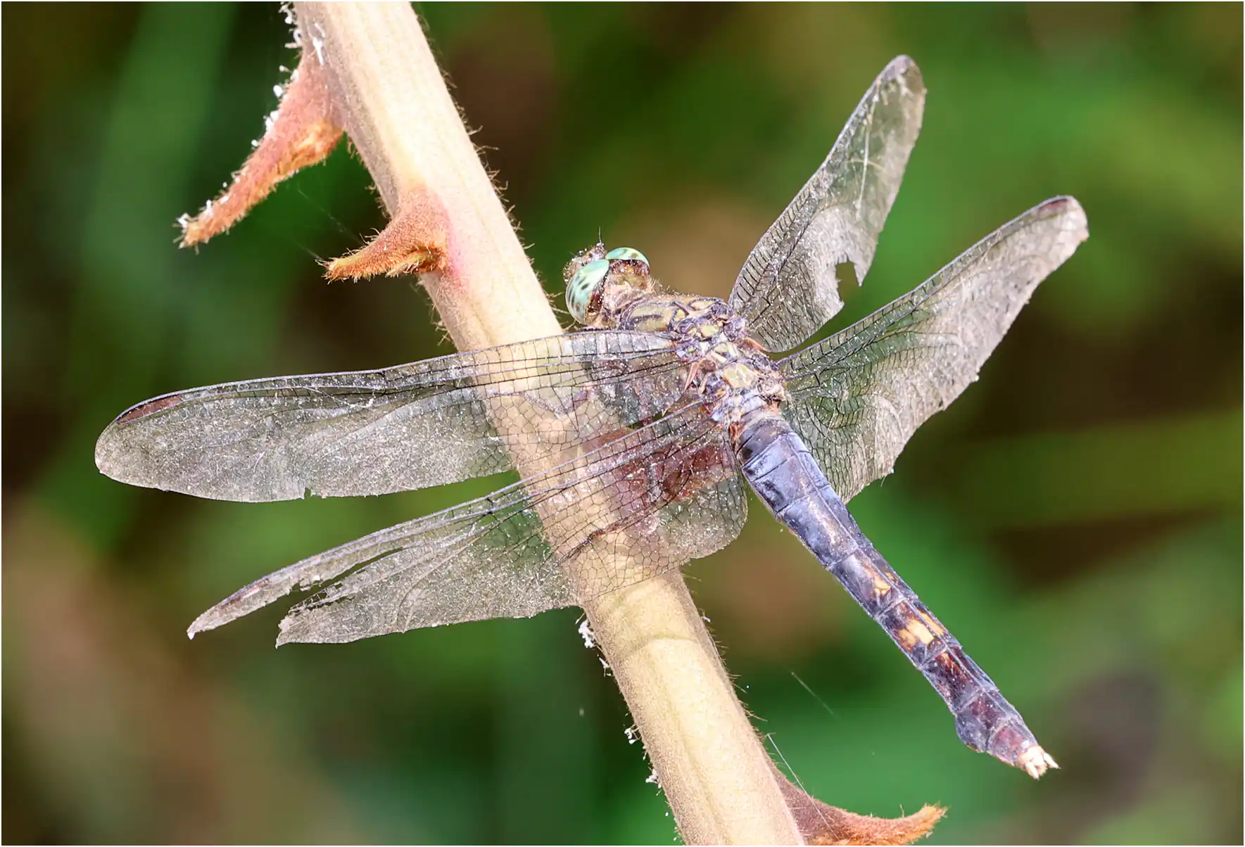 Giant Skimmer female, Ghana, Kakum N. P., 14/01/2026