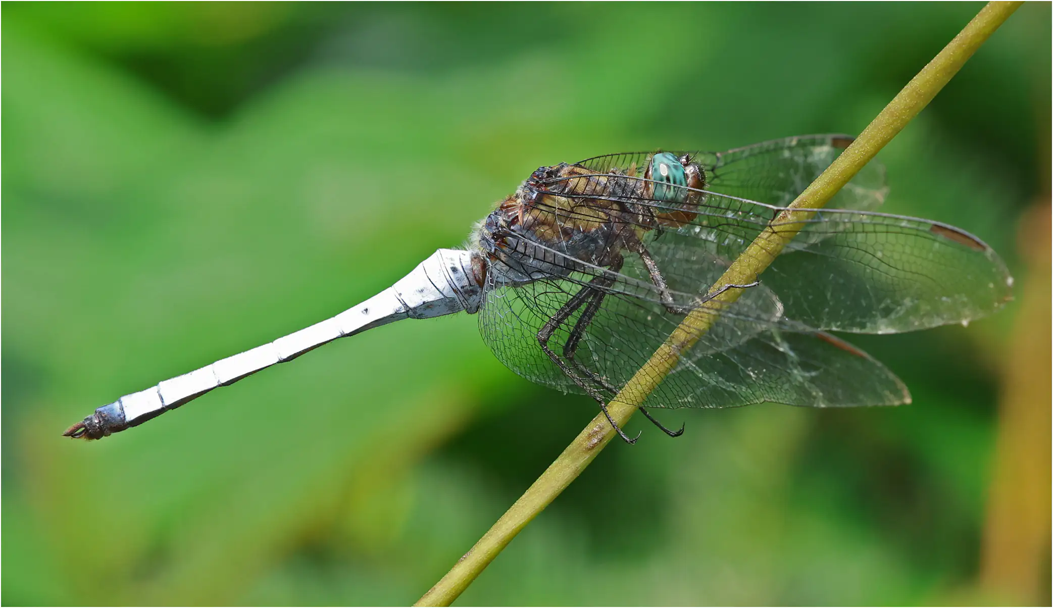 Giant Skimmer male, Ghana, Kakum N. P., 14/01/2026