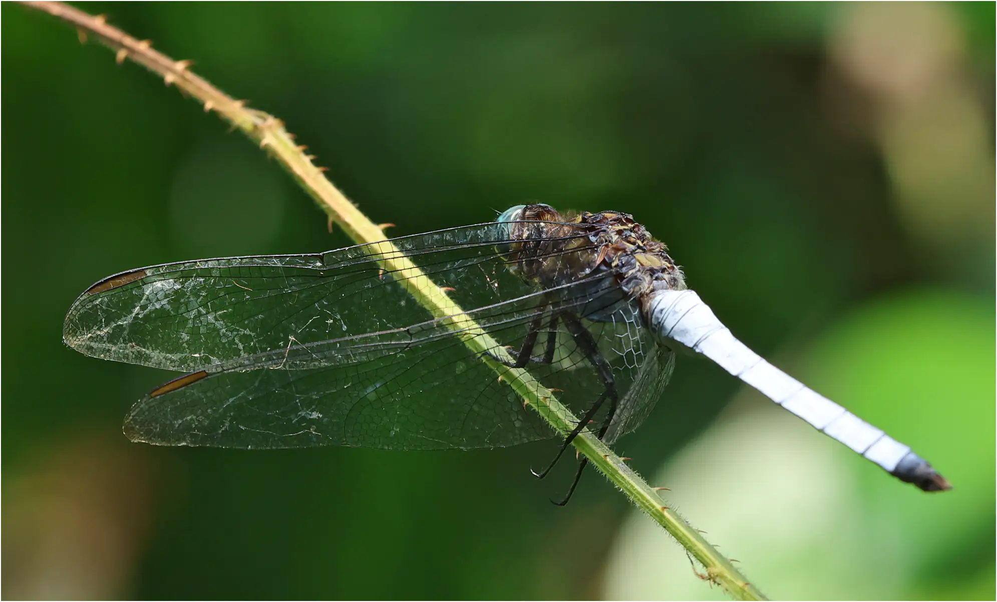 Giant Skimmer male, Ghana, Kakum N. P., 14/01/2026