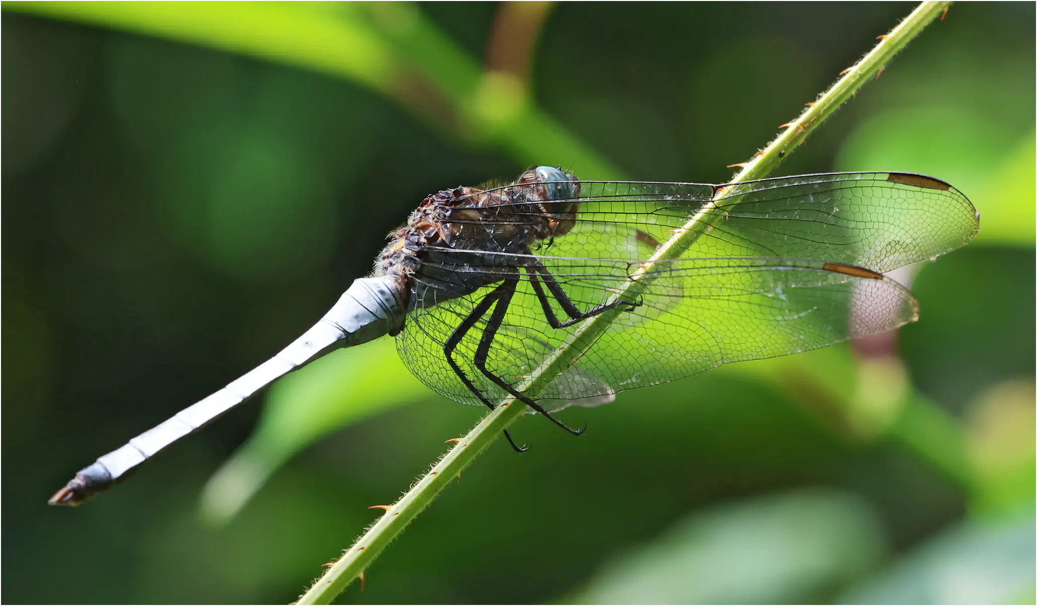 Orthetrum austeni mâle, Ghana, Kakum N. P., 14/01/2026