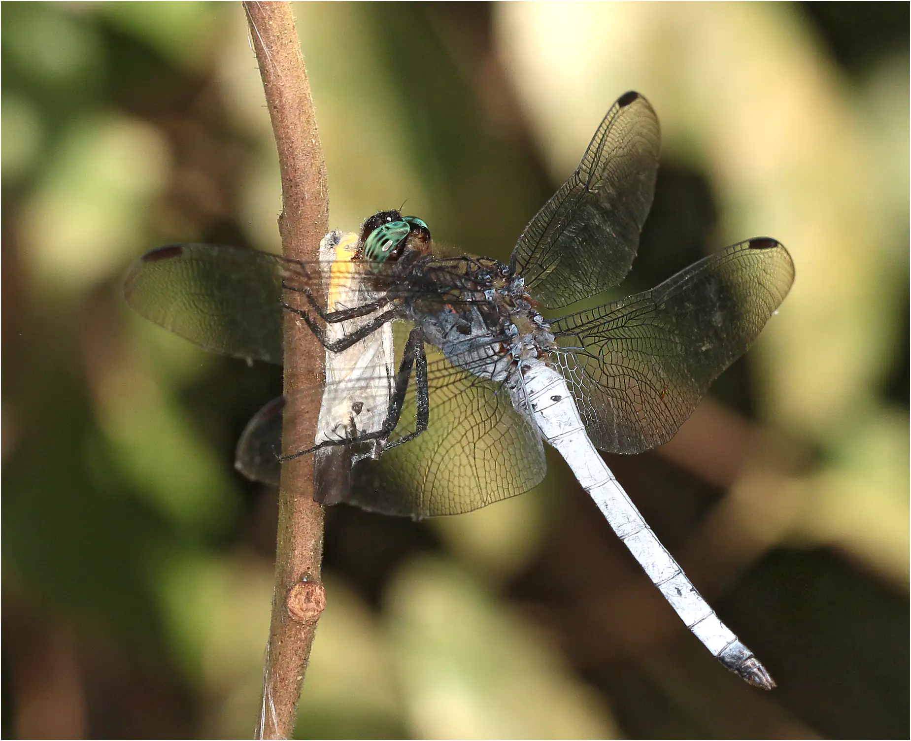 Orthetrum austeni mâle, Ghana, Atewa forest reserve, 23/01/2026