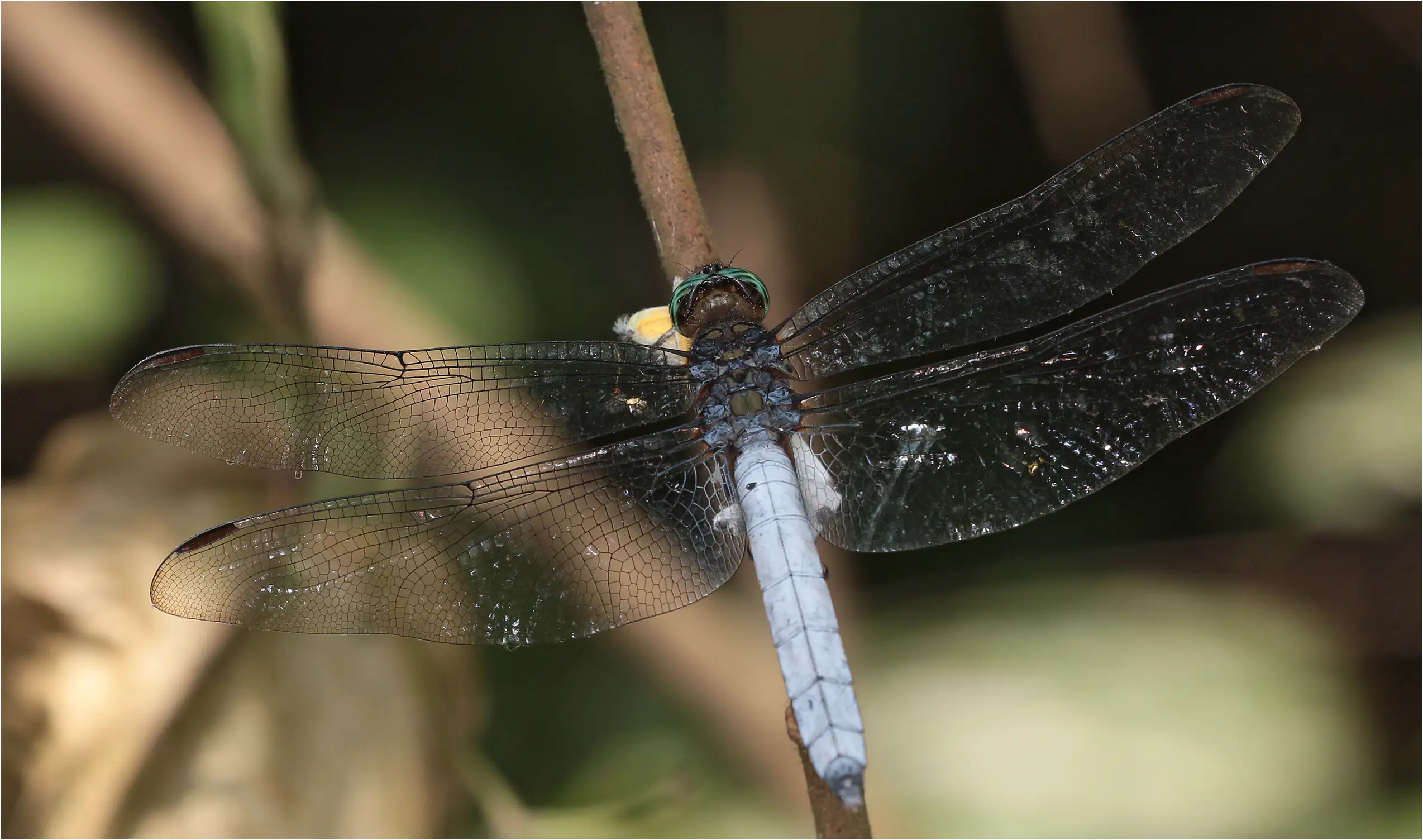 Orthetrum austeni mâle, Ghana, Atewa forest reserve, 23/01/2026