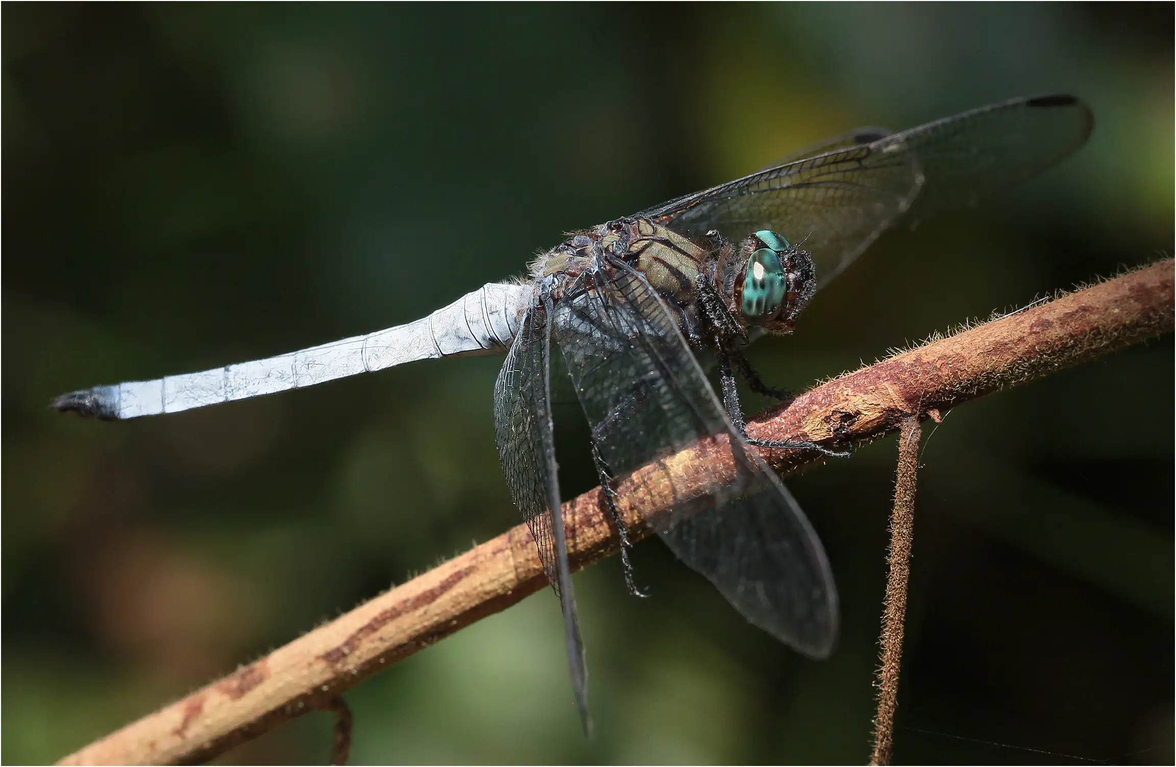 Orthetrum austeni mâle, Ghana, Atewa forest reserve, 23/01/2026