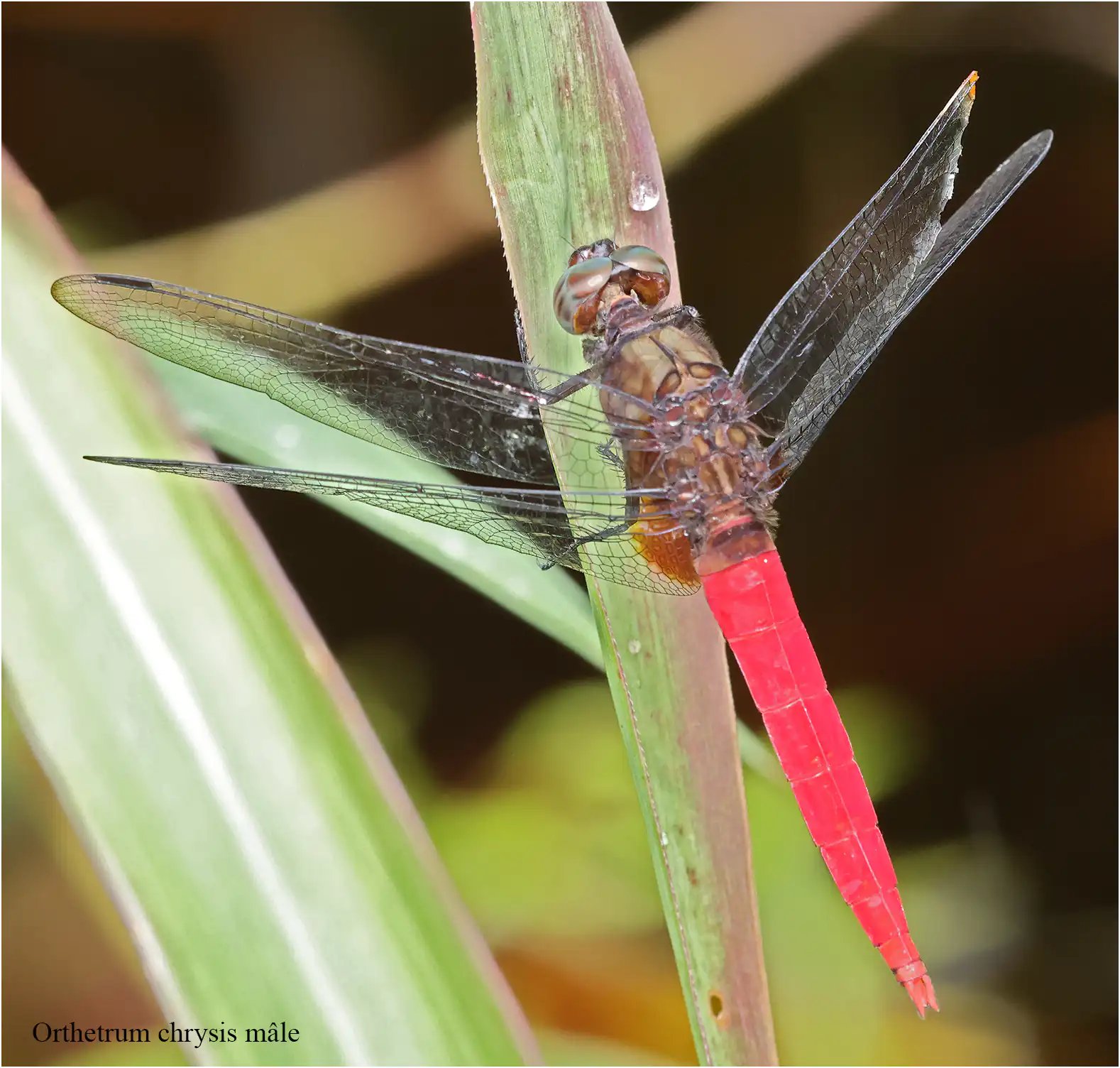Orthetrum chrysis mâle, Sarawak, Lorong Matang Jaya 9b, 19/03/2025