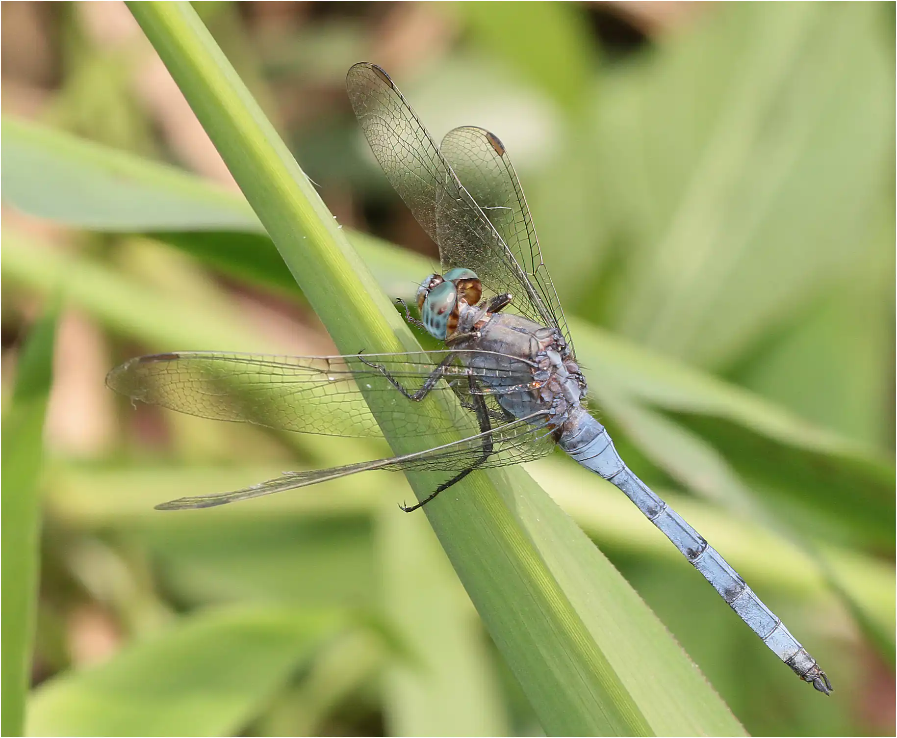 Orthetrum chrysostigma mâle, Ghana, Twifo Atti-Morkwa, 20/01/2026