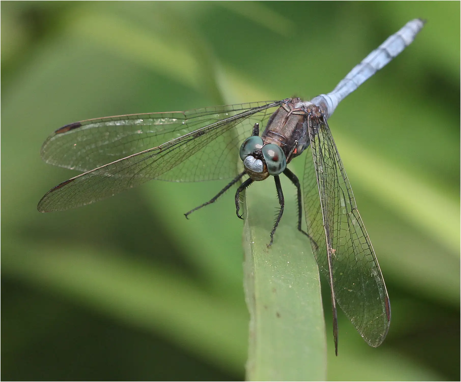 Orthetrum chrysostigma mâle, Ghana, Twifo Atti-Morkwa, 20/01/2026
