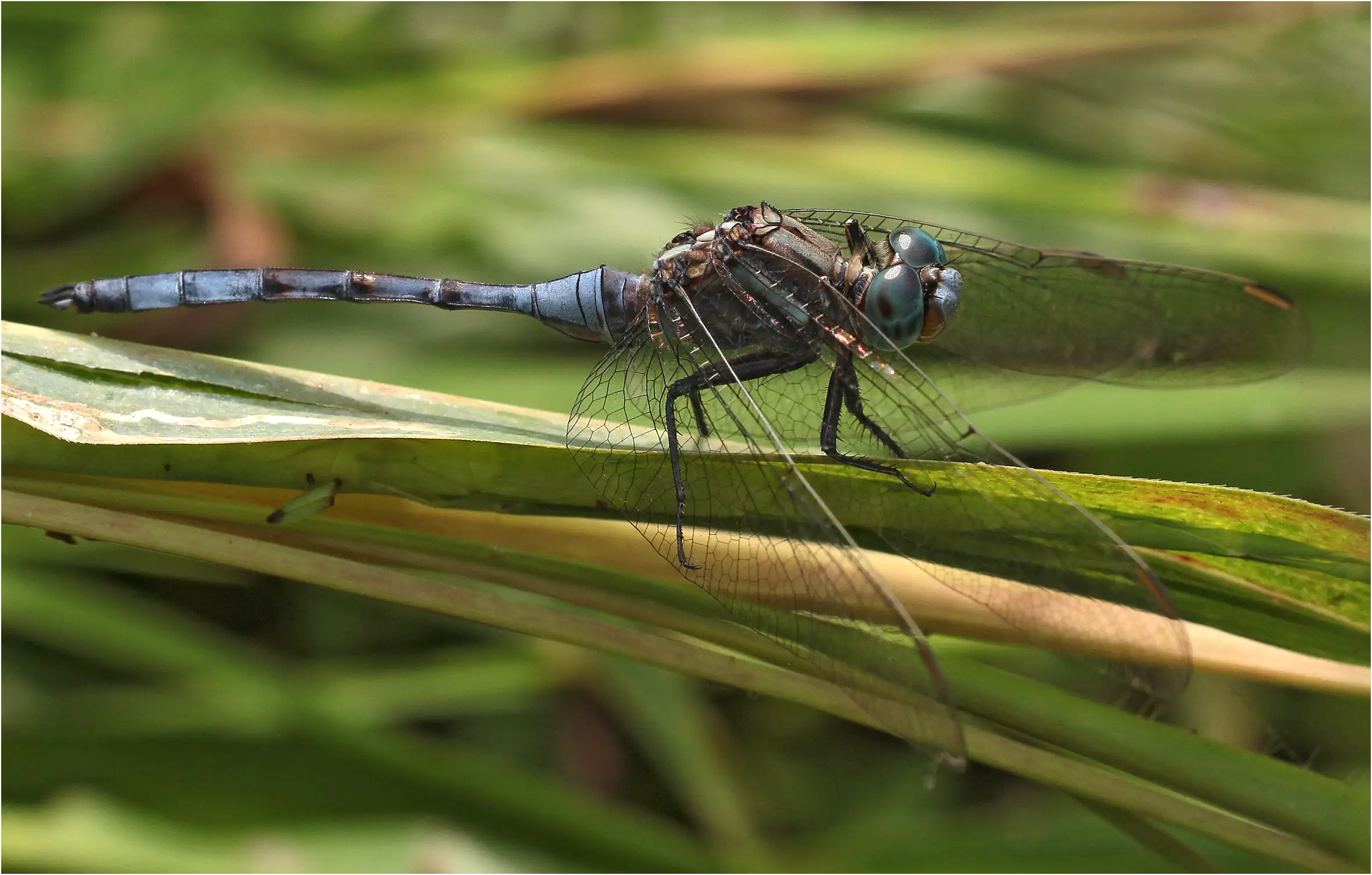 Orthetrum chrysostigma mâle, Ghana, Twifo Atti-Morkwa, 20/01/2026